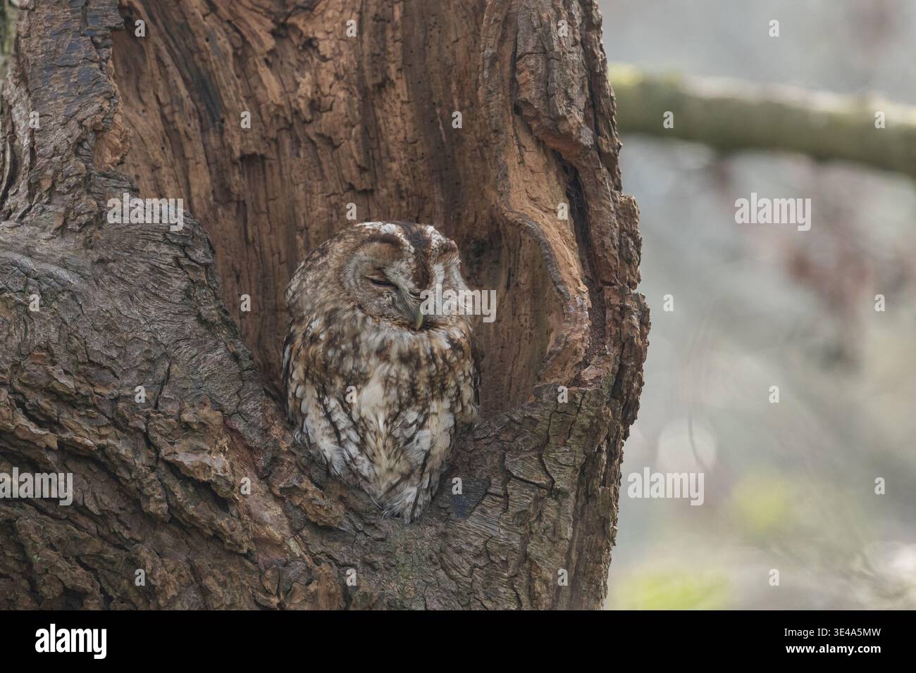 Eine Tawny Owl GB (Strix aluco) schläft in der Höhle einer Eiche. TAlso, bekannt als Hoot Owl und Brown Owl, ist der größte britische Eulen. Stockfoto