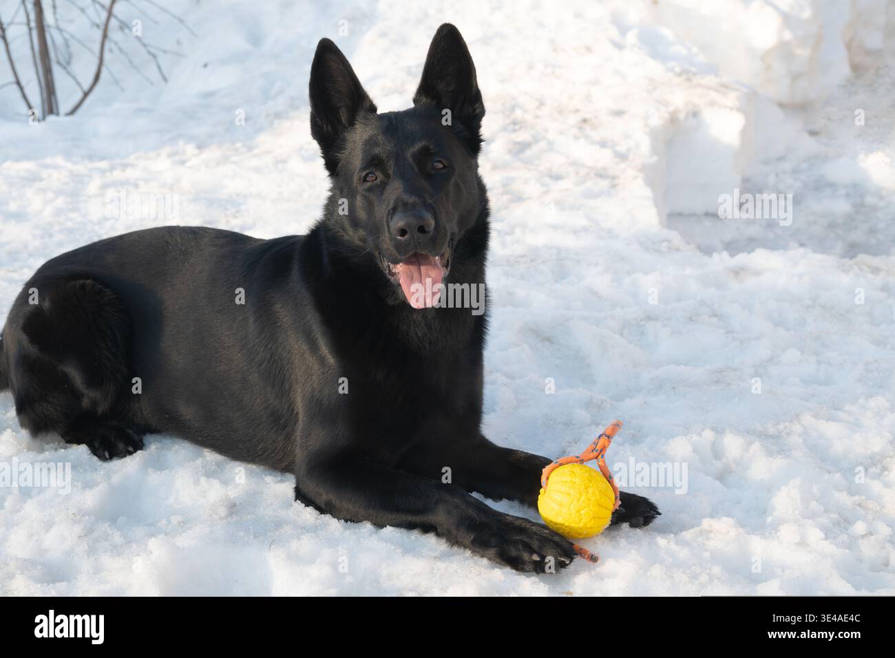 Porträt eines schwarzen Schäferhunds auf weißem Schnee Stockfoto
