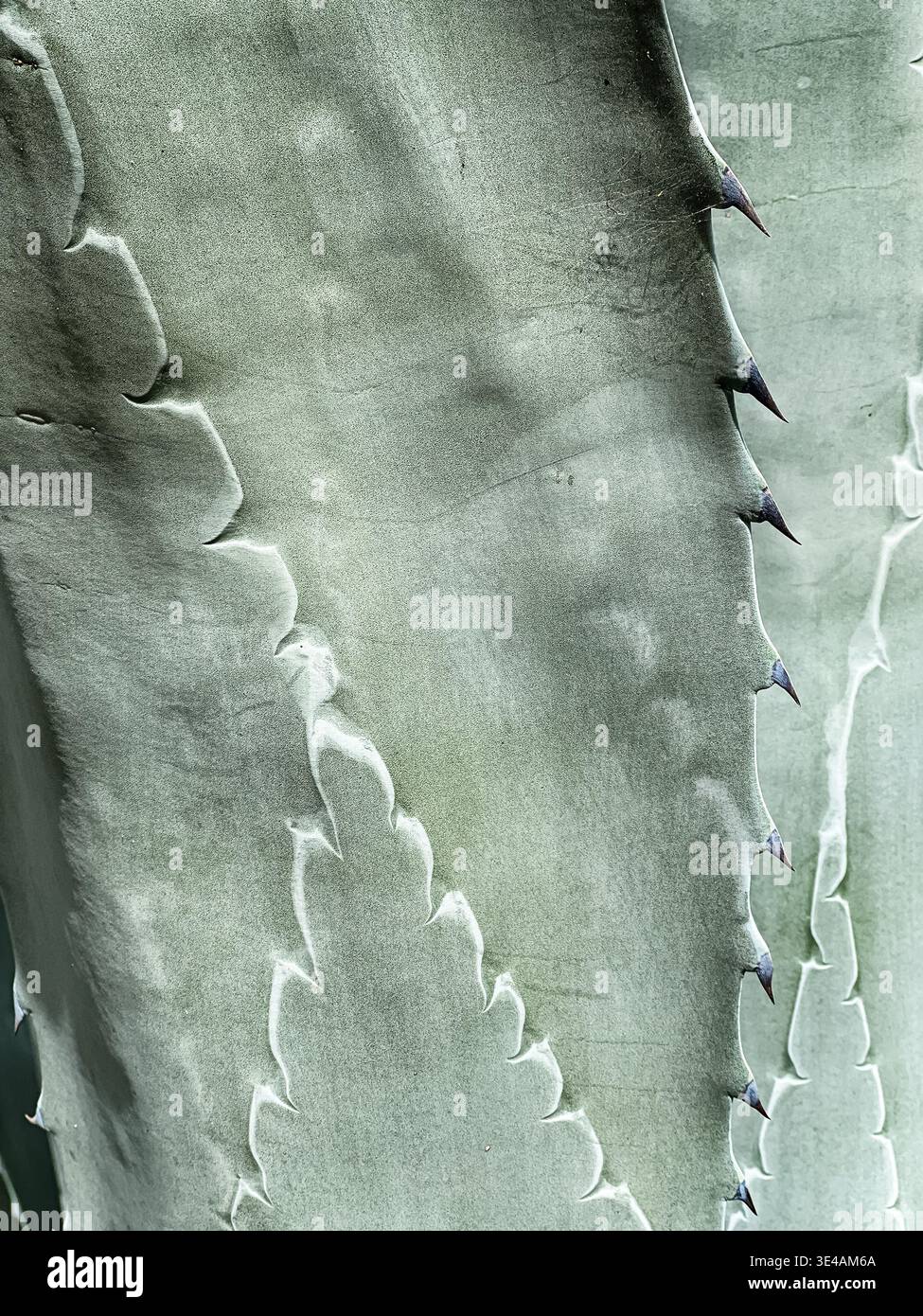 Das Blattmuster im Hintergrund zeigt die Details auf den Blättern einer Agavenpflanze in der Nähe von Tecate. Stockfoto