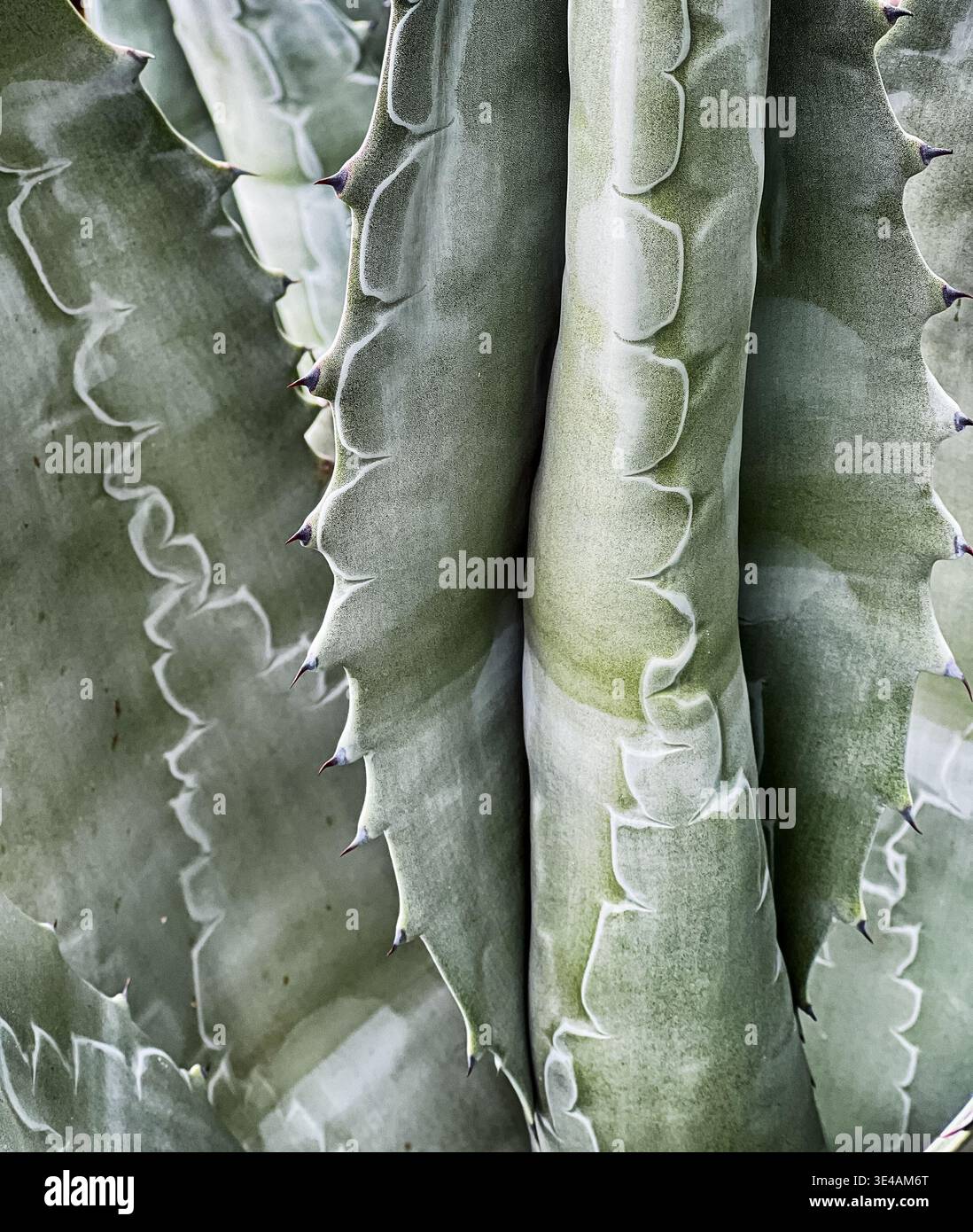 Eine Detailansicht eines Agavenkaktus in der Wüste bei Tecate hebt die abstrakten Muster der Blätter hervor. Stockfoto