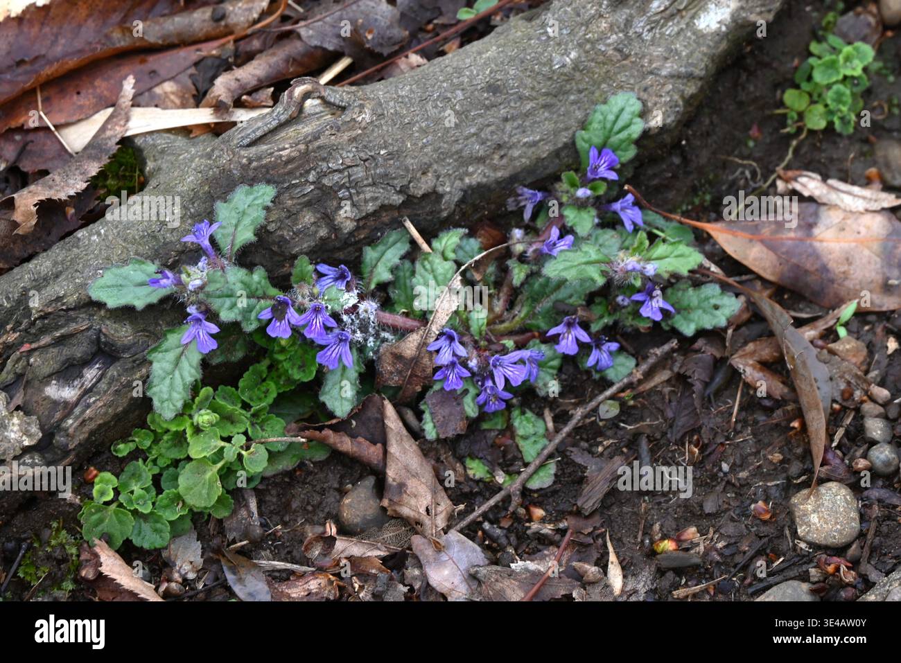 Kriechkraut (Ajuga decumbens) Blüten. Lamiaceae-Heilkraut. Sie blüht mit lippenförmigen, dunkelvioletten Blüten Stockfoto