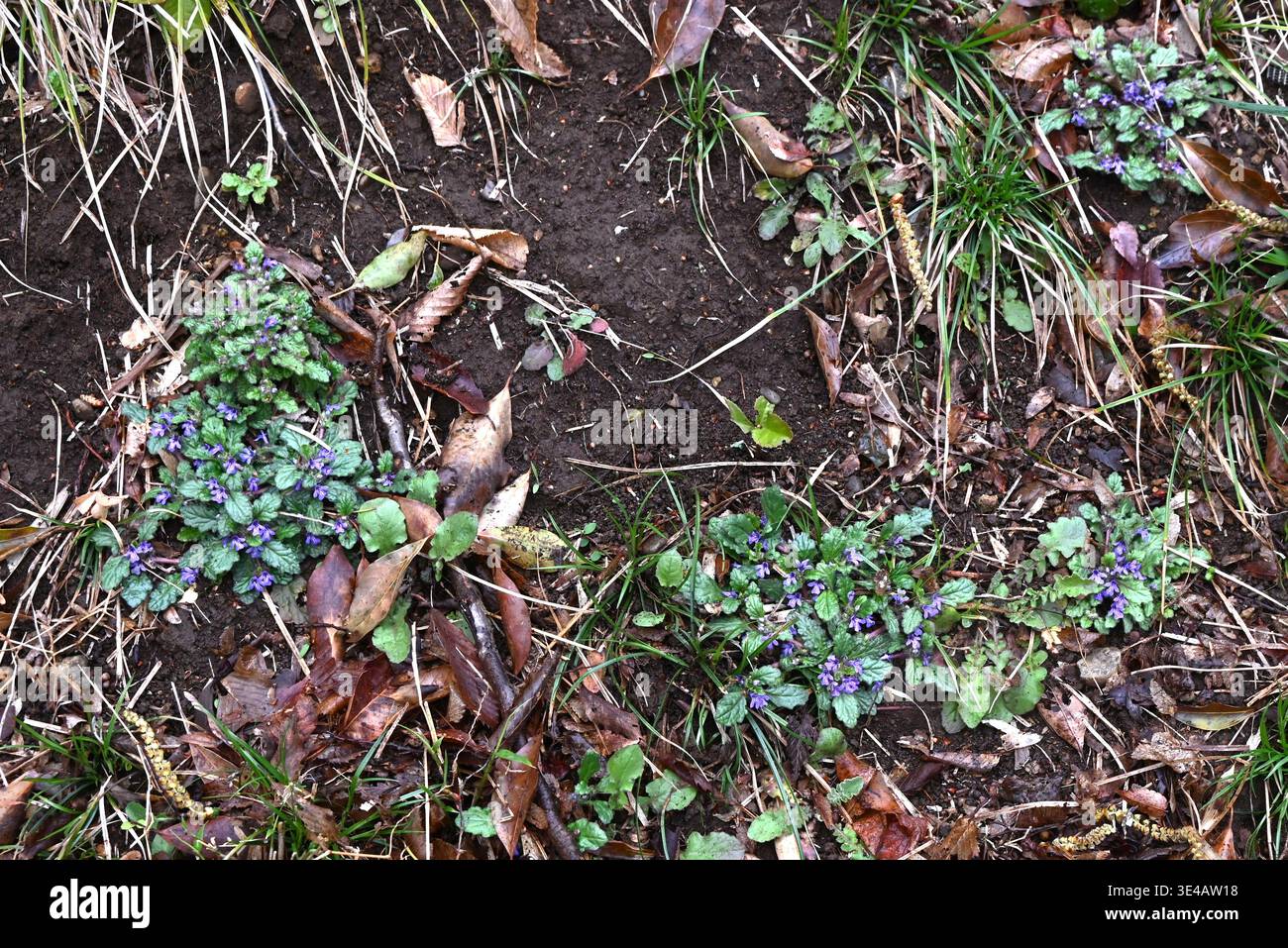 Kriechkraut (Ajuga decumbens) Blüten. Lamiaceae-Heilkraut. Sie blüht mit lippenförmigen, dunkelvioletten Blüten Stockfoto