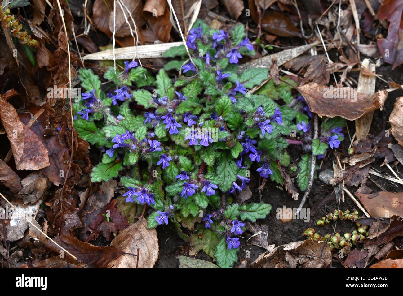 Kriechkraut (Ajuga decumbens) Blüten. Lamiaceae-Heilkraut. Sie blüht mit lippenförmigen, dunkelvioletten Blüten Stockfoto