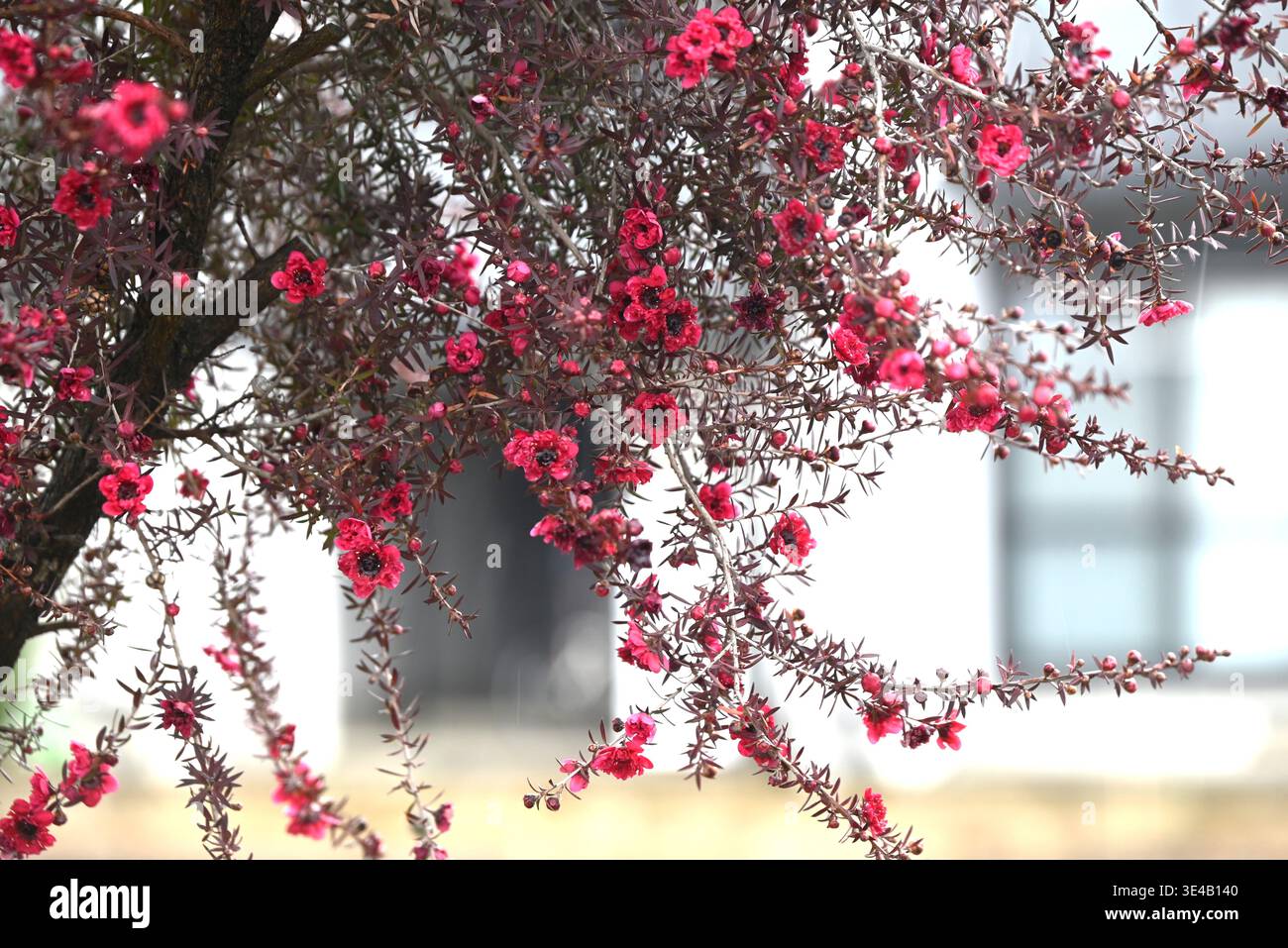 Leptospermum scoparium (neuseeländischer Teebaum) Blüten. Myrtaceae immergrüner Sträucher. Nektarpflanze. Manuka-Honig und Blätter werden für Tee verwendet. Stockfoto