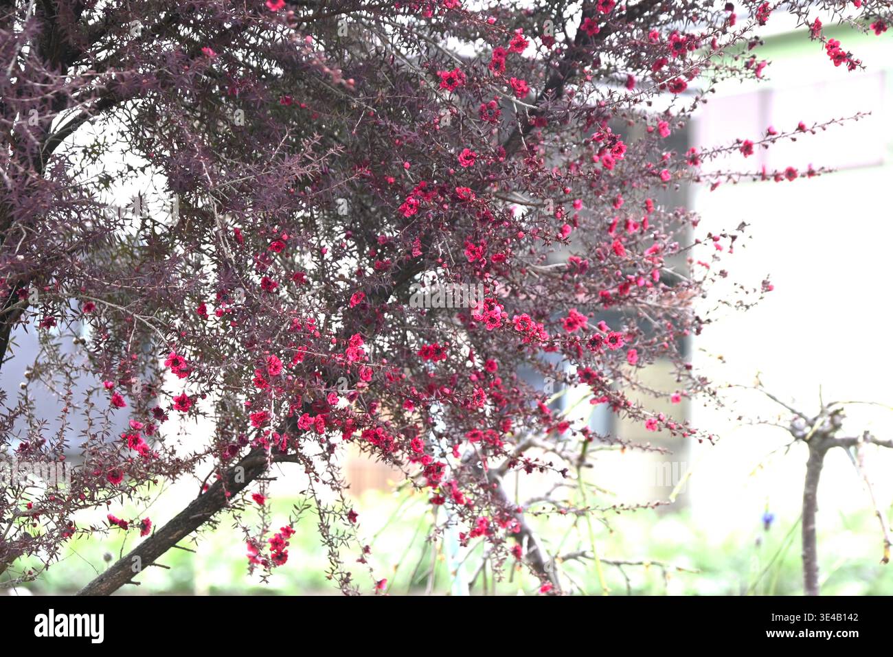 Leptospermum scoparium (neuseeländischer Teebaum) Blüten. Myrtaceae immergrüner Sträucher. Nektarpflanze. Manuka-Honig und Blätter werden für Tee verwendet. Stockfoto