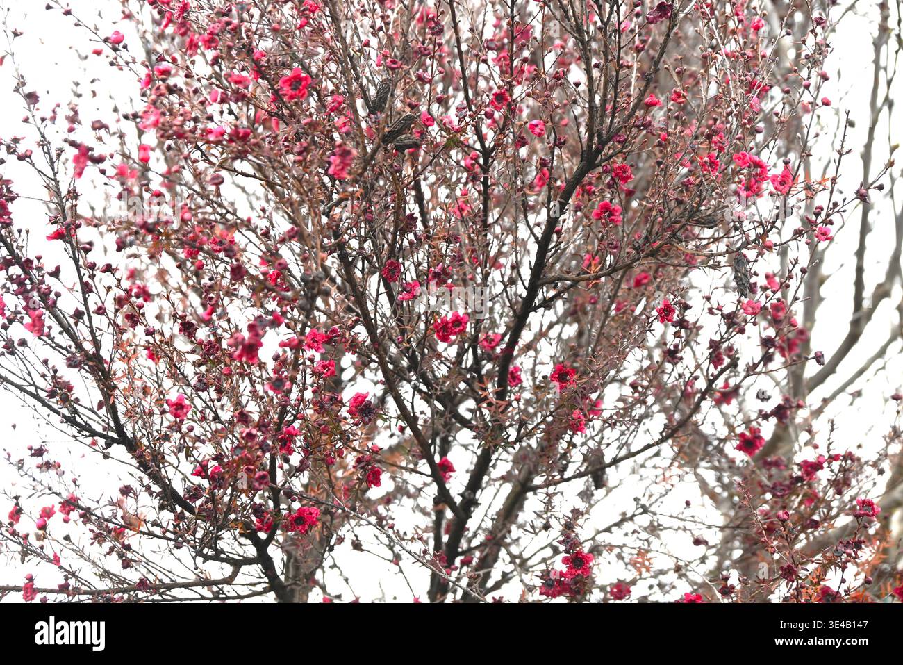 Leptospermum scoparium (neuseeländischer Teebaum) Blüten. Myrtaceae immergrüner Sträucher. Nektarpflanze. Manuka-Honig und Blätter werden für Tee verwendet. Stockfoto