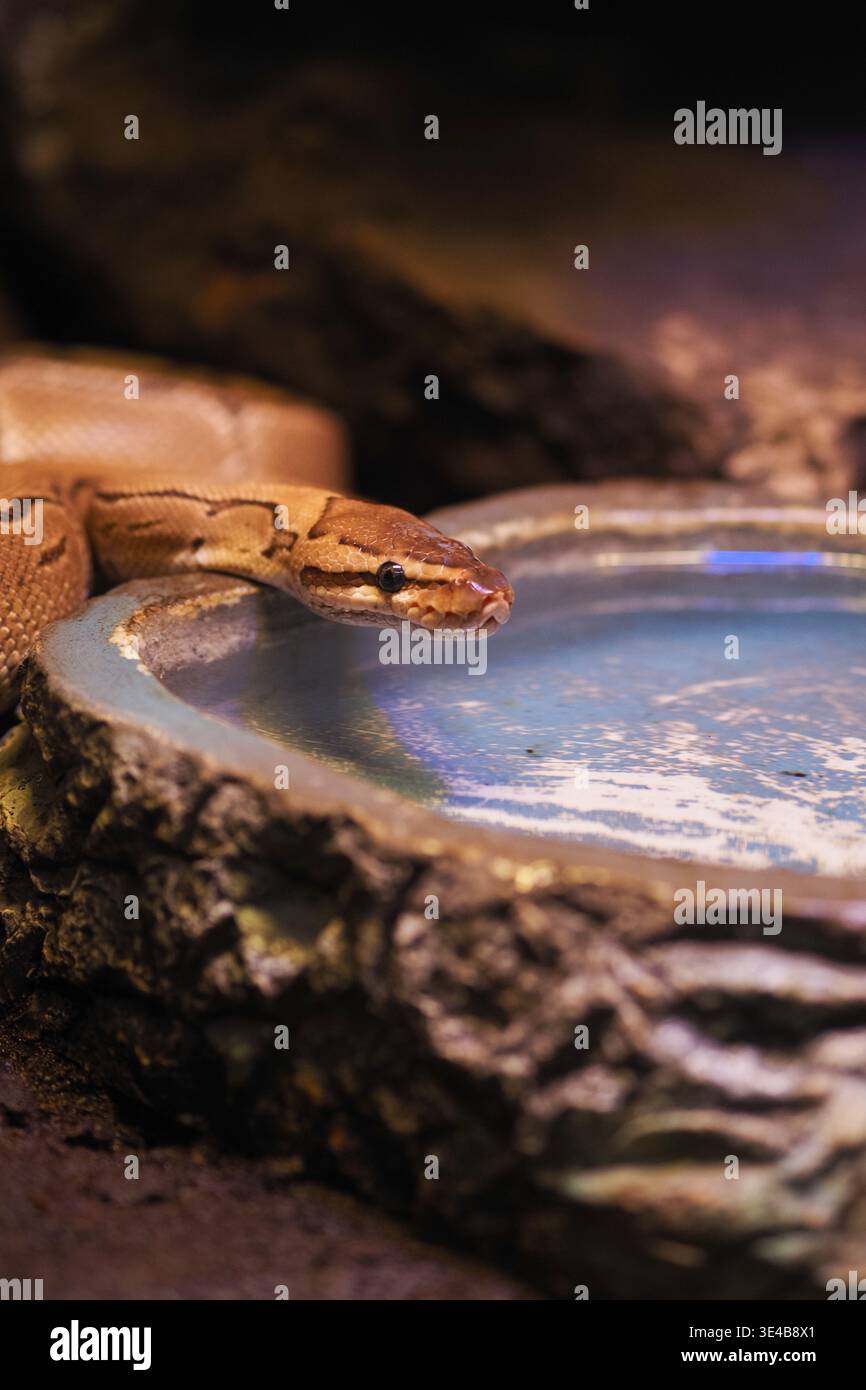 Schlange Trinkwasser aus einer flachen Schüssel in ihrem Lebensraum Stockfoto