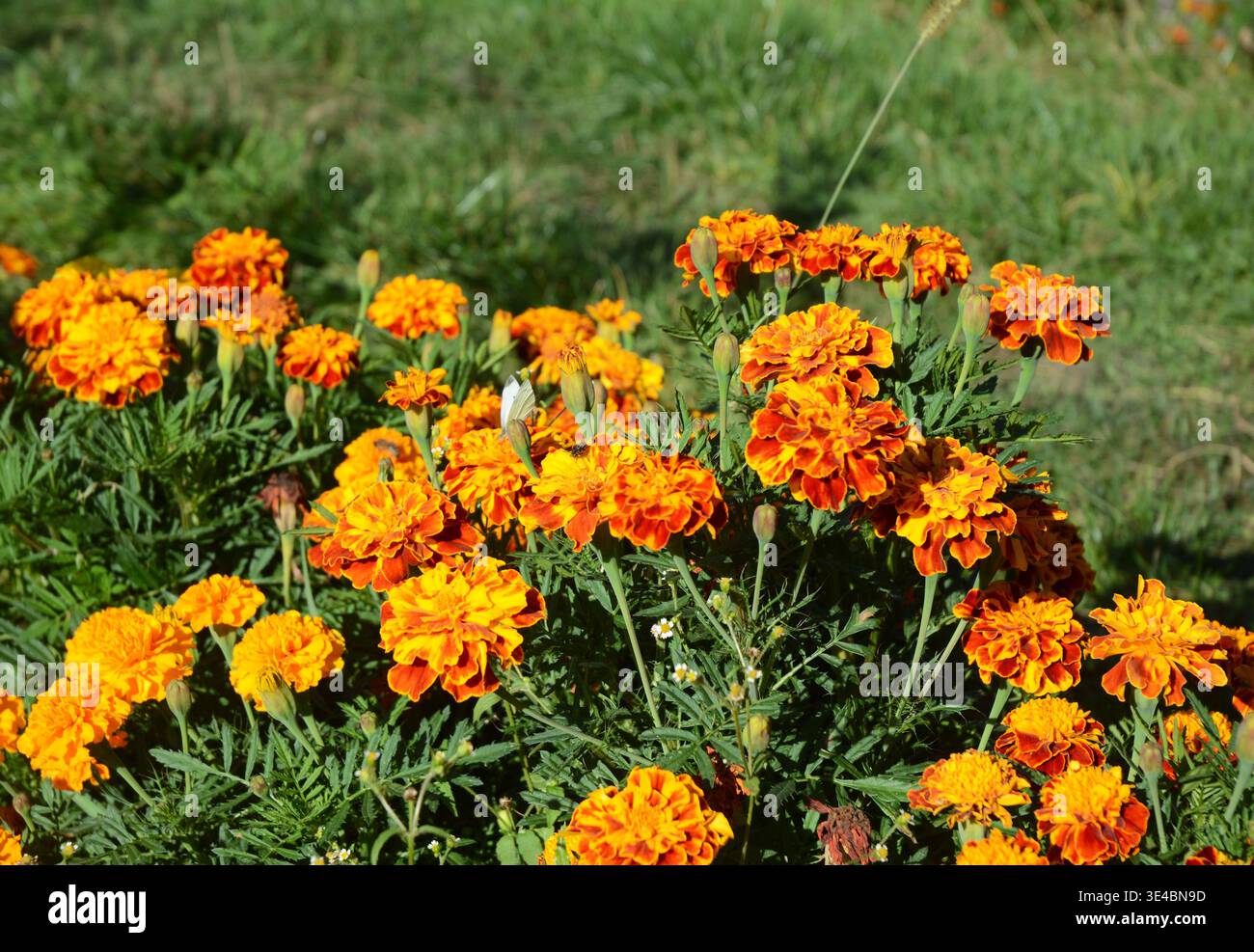Ringelblumen oder Tagetes (Tagetes erecta, mexikanische, aztekische oder afrikanische Ringelblume), eine Nektarquelle für Schmetterlinge. Stockfoto