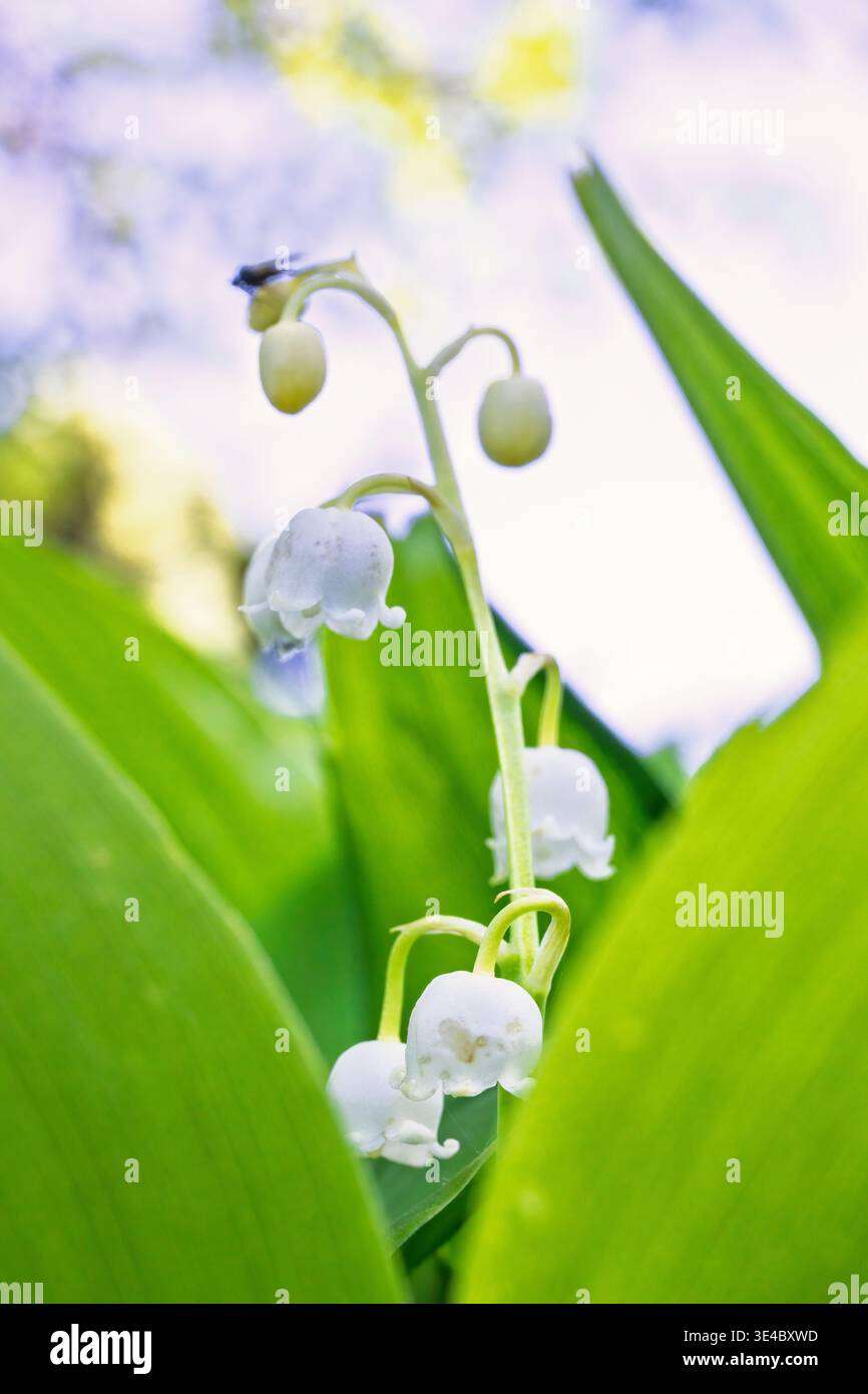 Nahaufnahme bei der wunderschönen Lily of the Valley Flowers Stockfoto