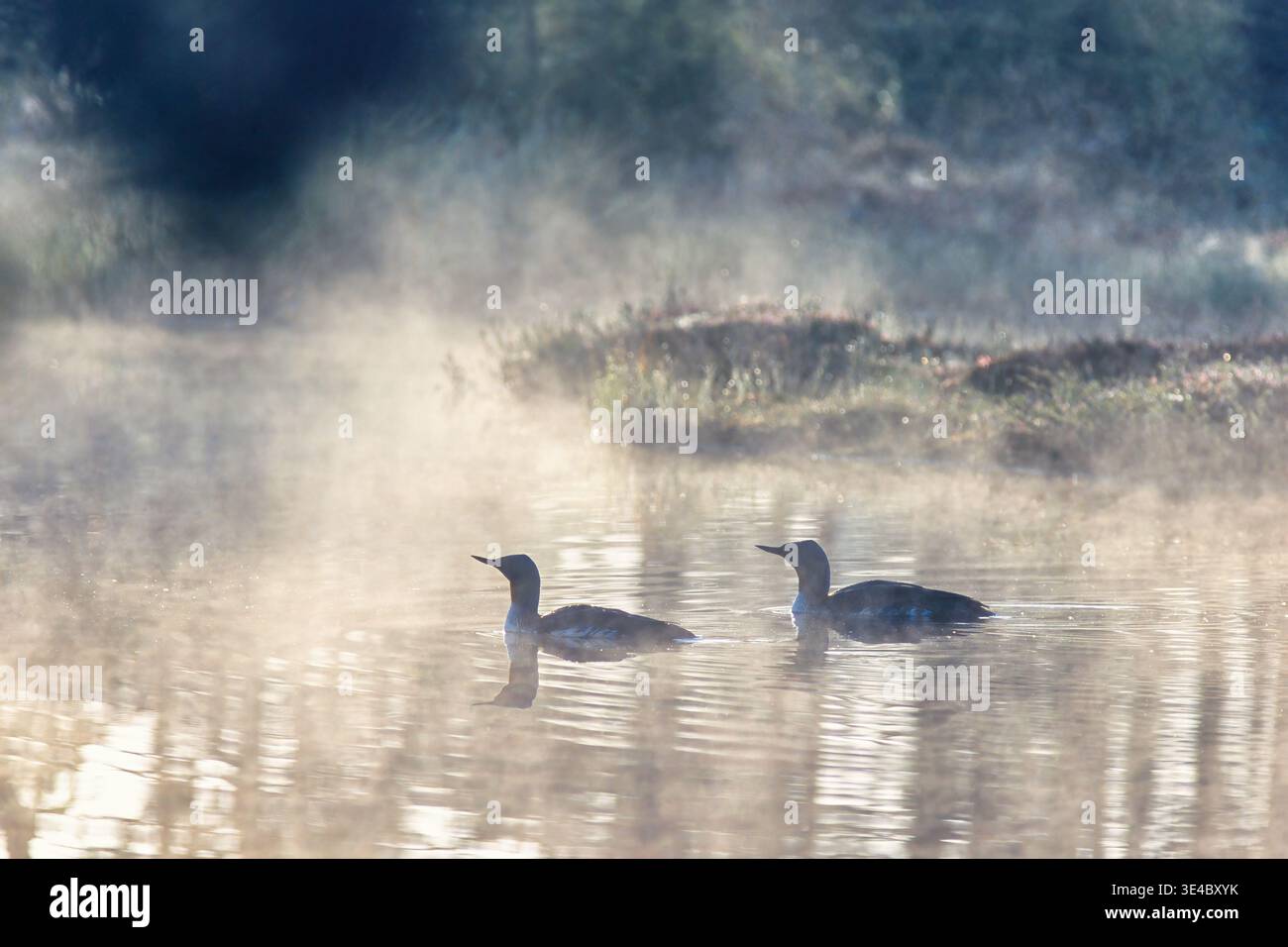 Ein paar Lutten schwimmen in einem See an einem nebeligen Morgen auf einem Moor Stockfoto
