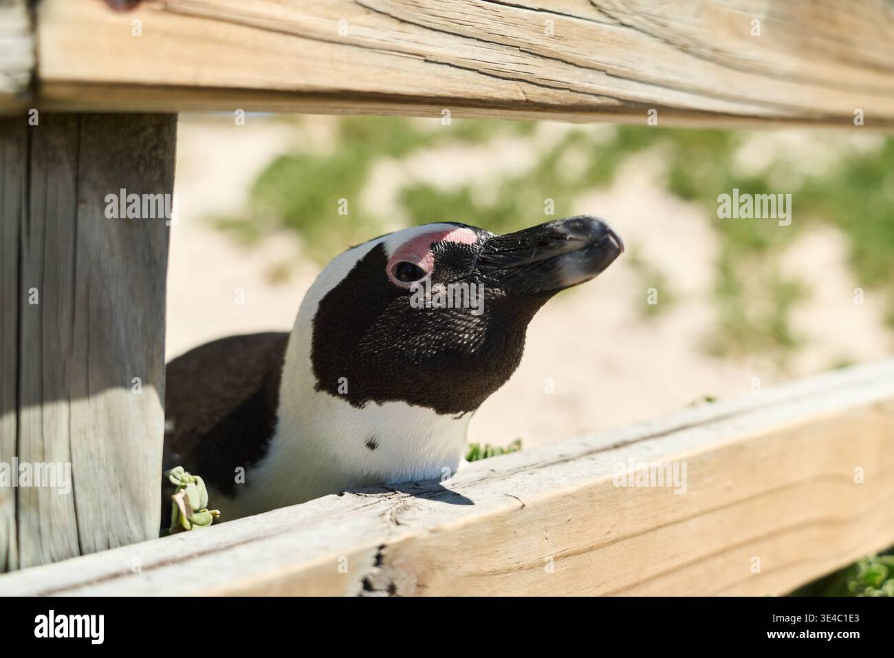 Verspielter Afrikanischer Pinguin Blickt Durch Den Zaun In Kapstadt Mit Ausdrucksstarkem Interesse Und Charme Stockfoto