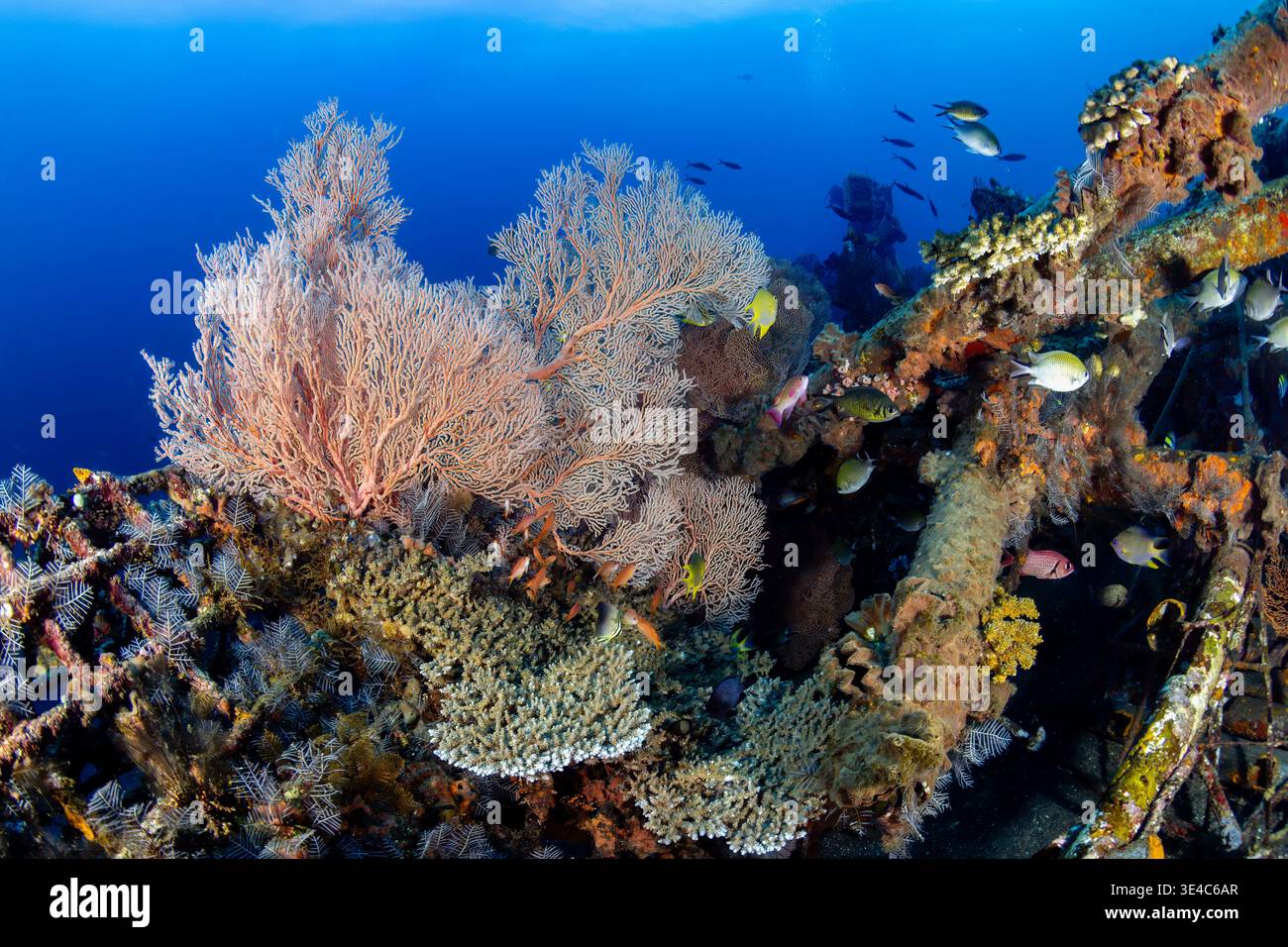 Große Gorgonien-Meeresfans und tropische Fische bei Schiffswracks in Tulamben, Bali Stockfoto