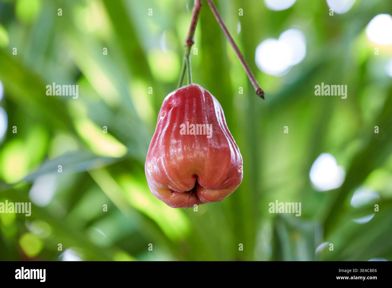 Frische Rosenäpfel wachsen auf einem Baumzweig Stockfoto
