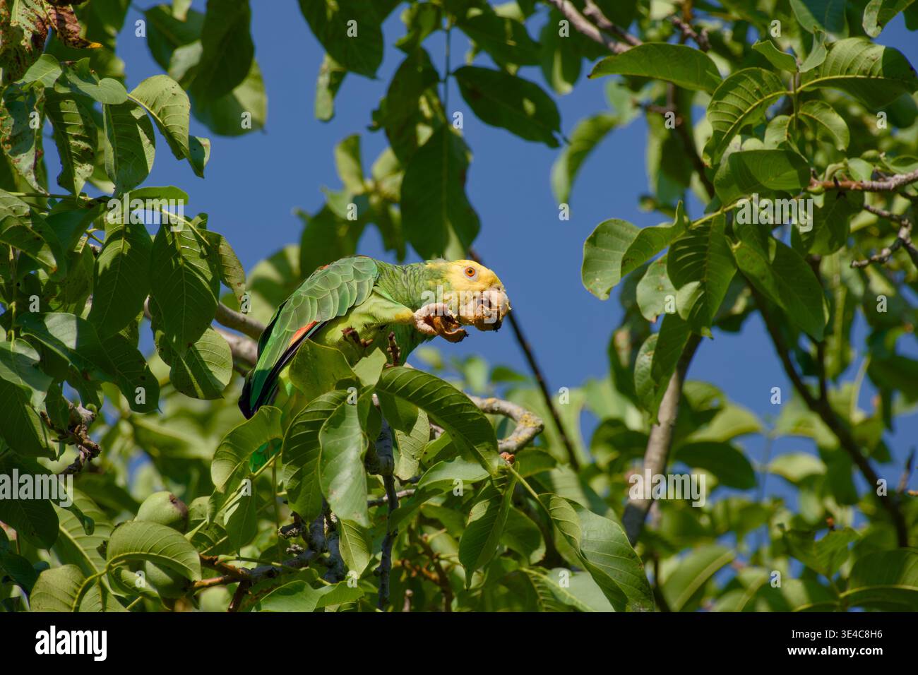 Gelbköpfiger amazonas-Papagei knackt und isst einen Walnuss, während er zwischen grünen Blättern in einem Baum sitzt. Stockfoto