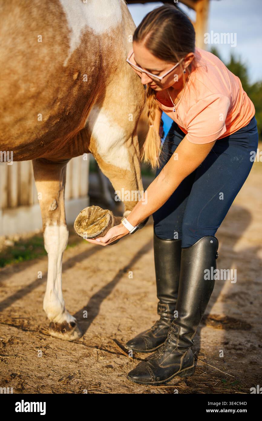 Eine Viehzüchterin kontrolliert und behandelt Hufhufe ohne Hufeisen auf der Tierfarm Stockfoto