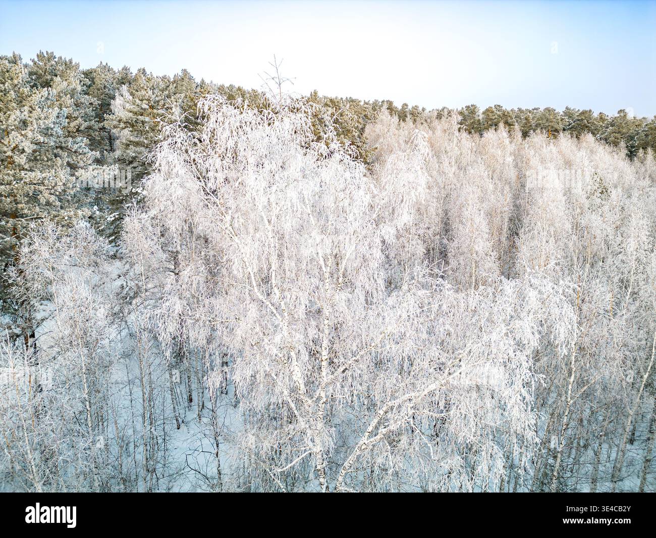 Drohnenfoto mit weißen Milchbirken und grünen Kiefern mit goldener Färbung unter klarem Winterhimmel in sibirischer Landschaft, selektiver Fokus Stockfoto