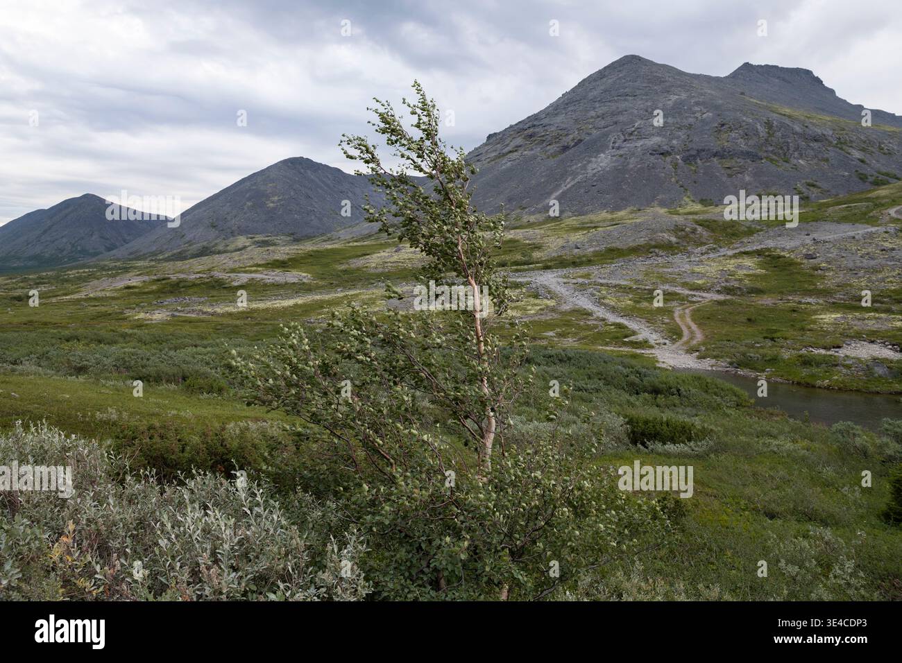 Eine Birke bei starkem Wind vor dem Hintergrund der Khibiny-Berge, an einem bewölkten Julitag. Region Murmansk, Russland Stockfoto
