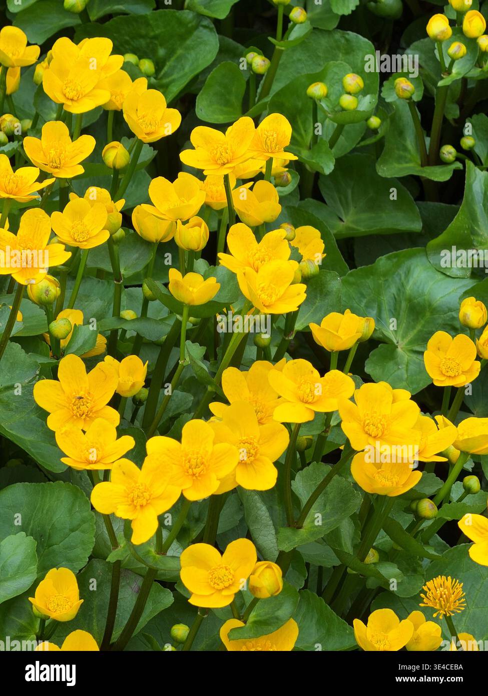 Marsh Marigold (Caltha palustris) wächst in einem Teich in Südwales. Stockfoto