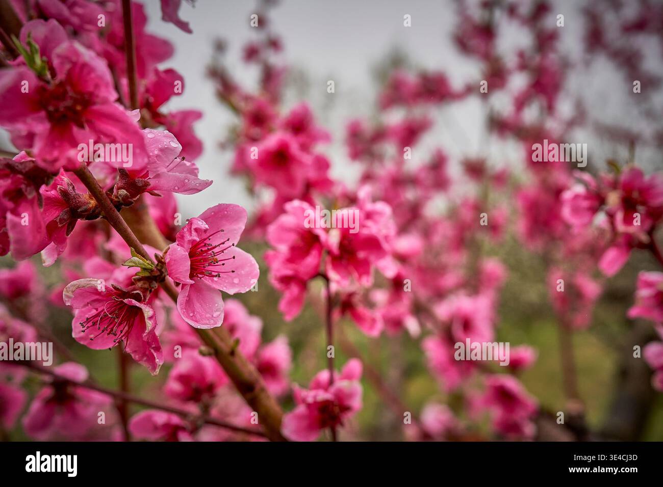 Rosa Pfirsichblüten auf Ästen in Chiavenna, Italien, mit weichem Hintergrund und frühlingshafter Atmosphäre Stockfoto