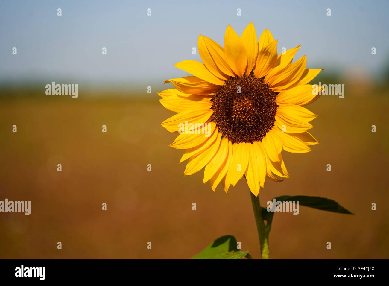 Einzelne Sonnenblume in Blüte auf einem Feld in der Nähe von Riccione, Italien, mit klarem blauem Himmel und warmem Sommerlicht Stockfoto