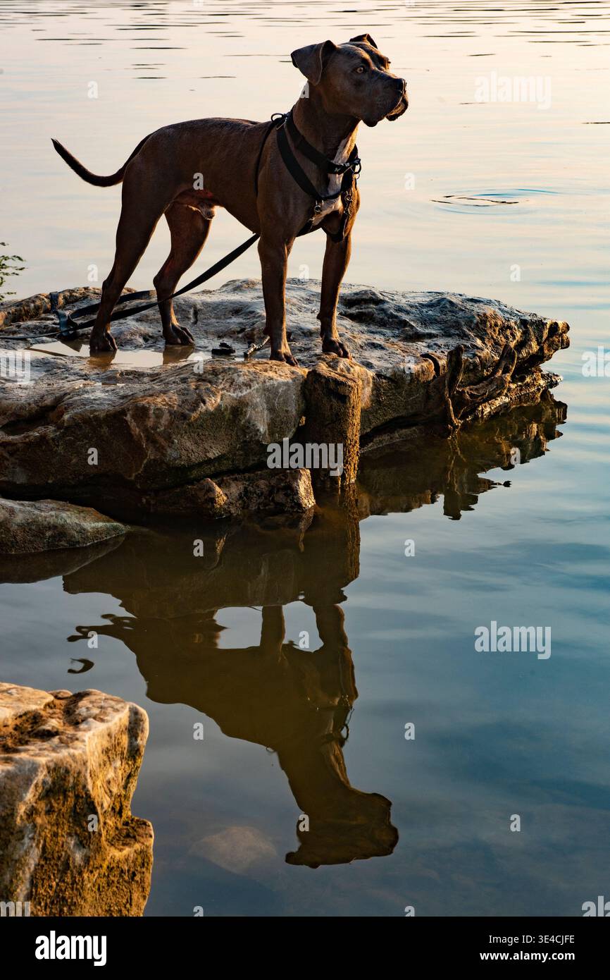 Pitbull Dog steht auf einem Felsen am ruhigen Wasser und reflektiert seine Silhouette Stockfoto