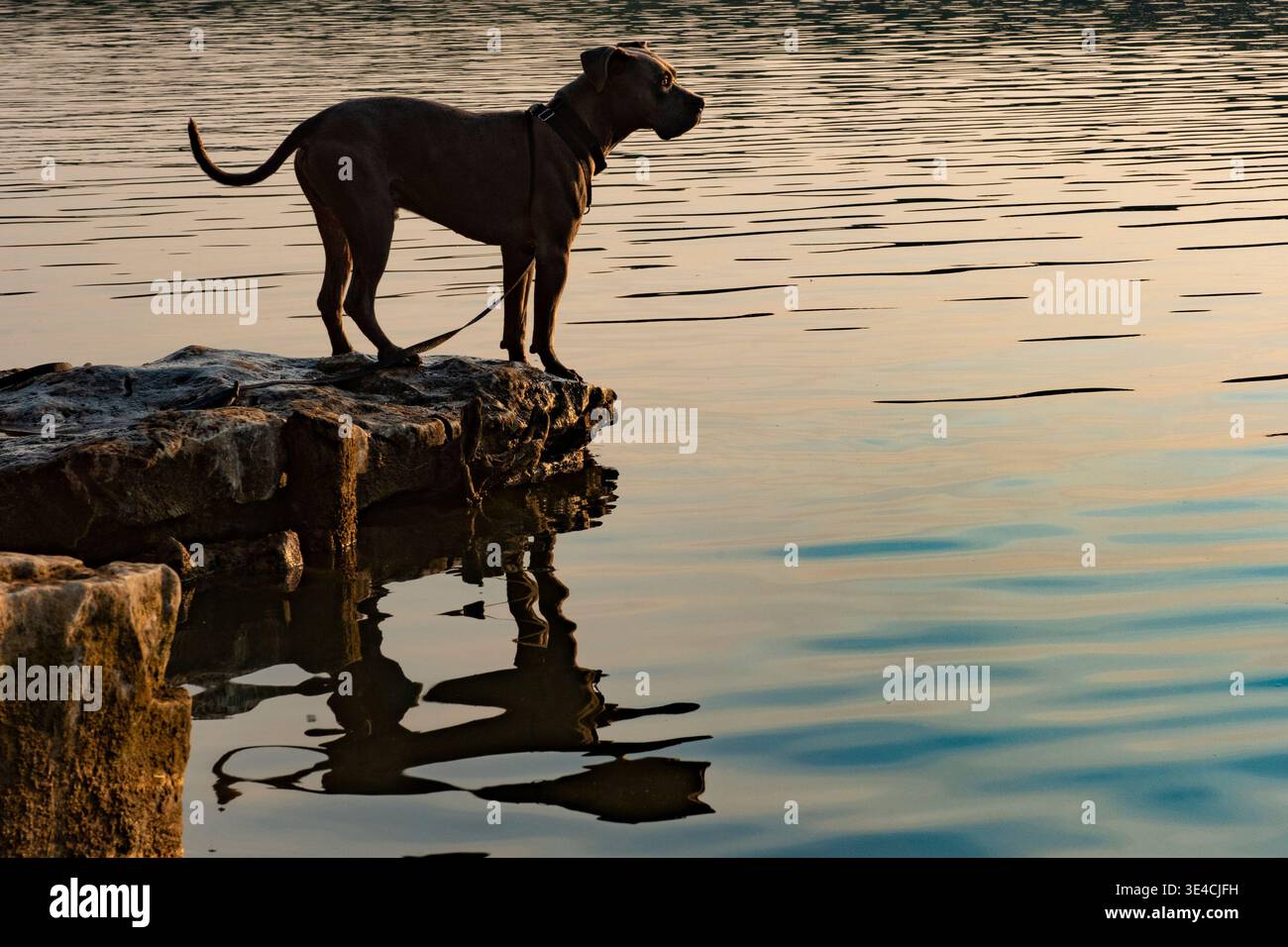 Hund steht auf Felsen mit Blick auf einen ruhigen See, der die goldenen Farben des Sonnenuntergangs reflektiert Stockfoto