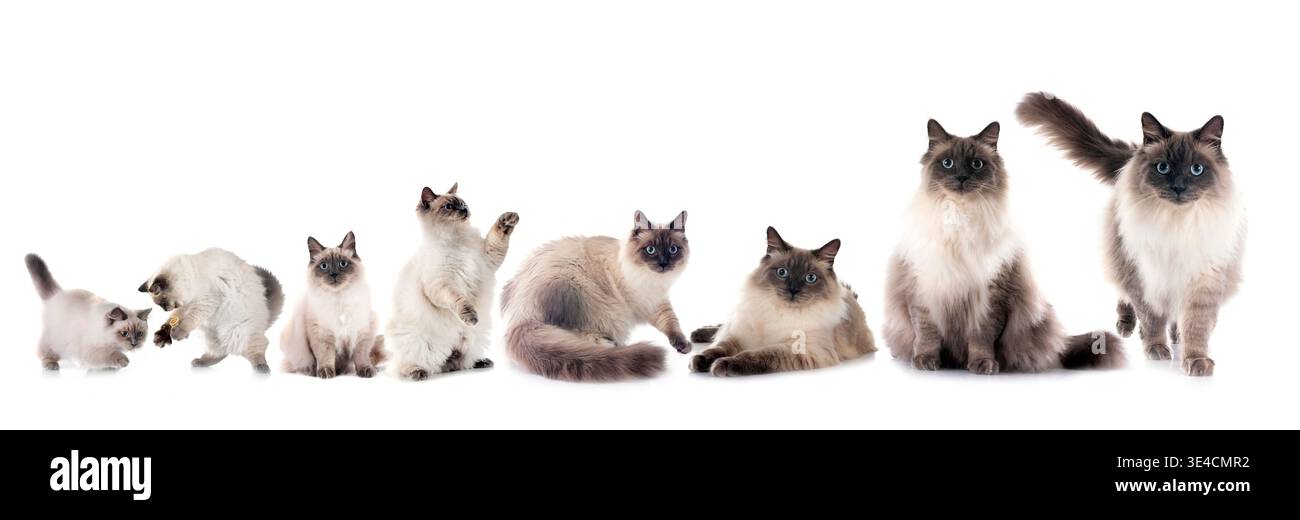 sibirische Katzen vor weißem Hintergrund Stockfoto
