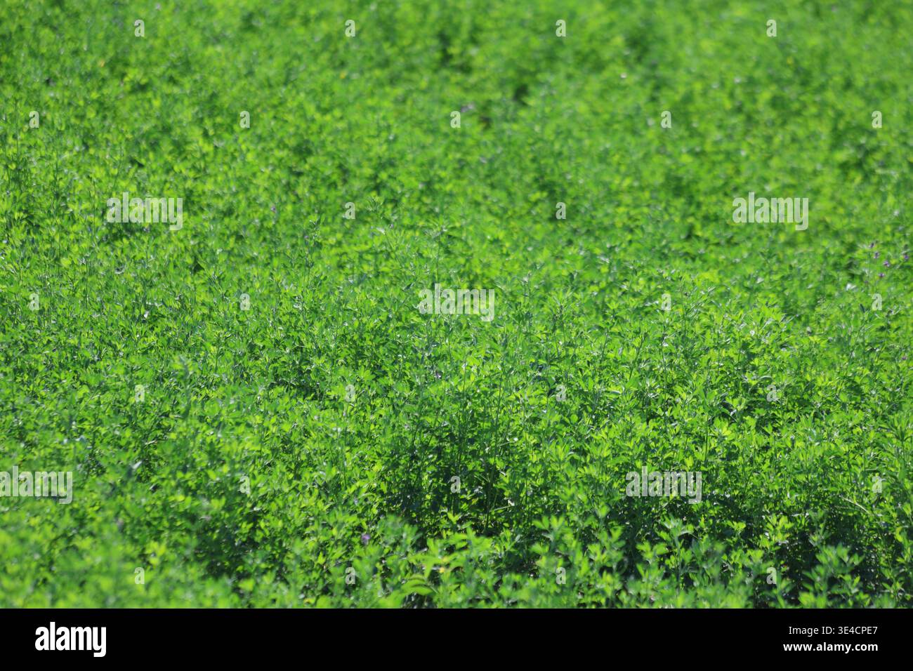 Grüne Luzerne im Sommer Stockfoto