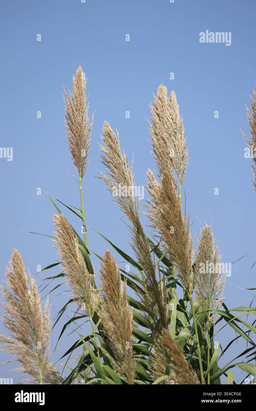 Arundo donax mit Blumenraniken Stockfoto