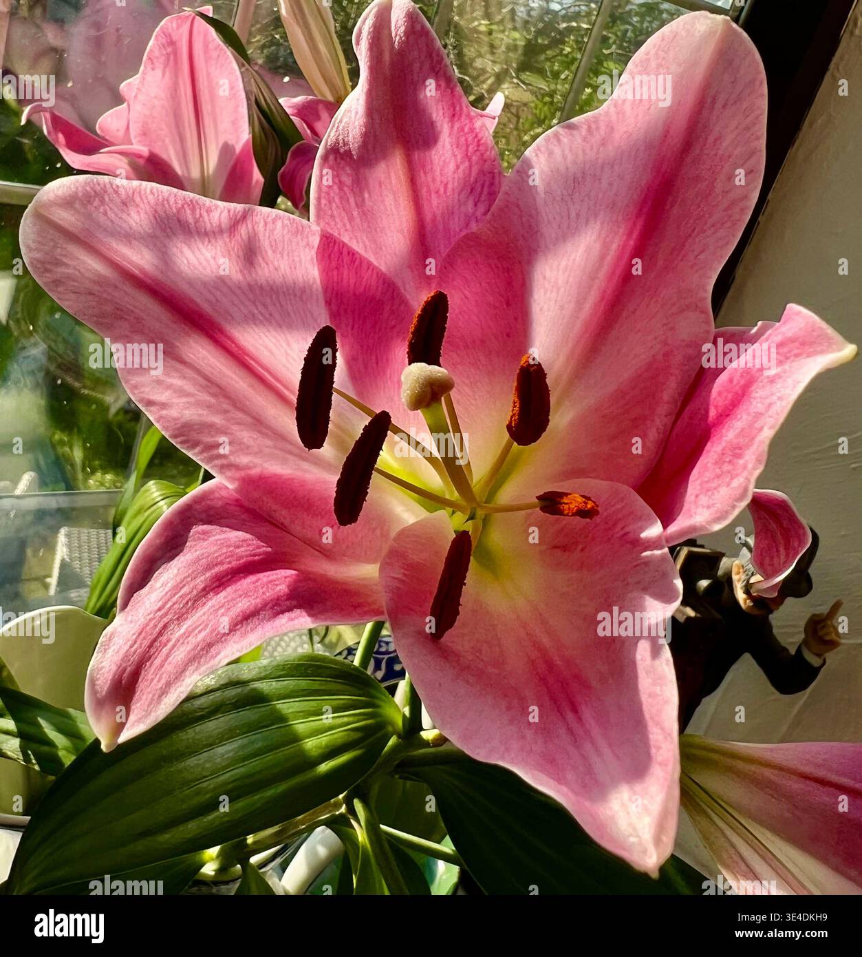 Sonnendurchflutete Lilly Stockfoto