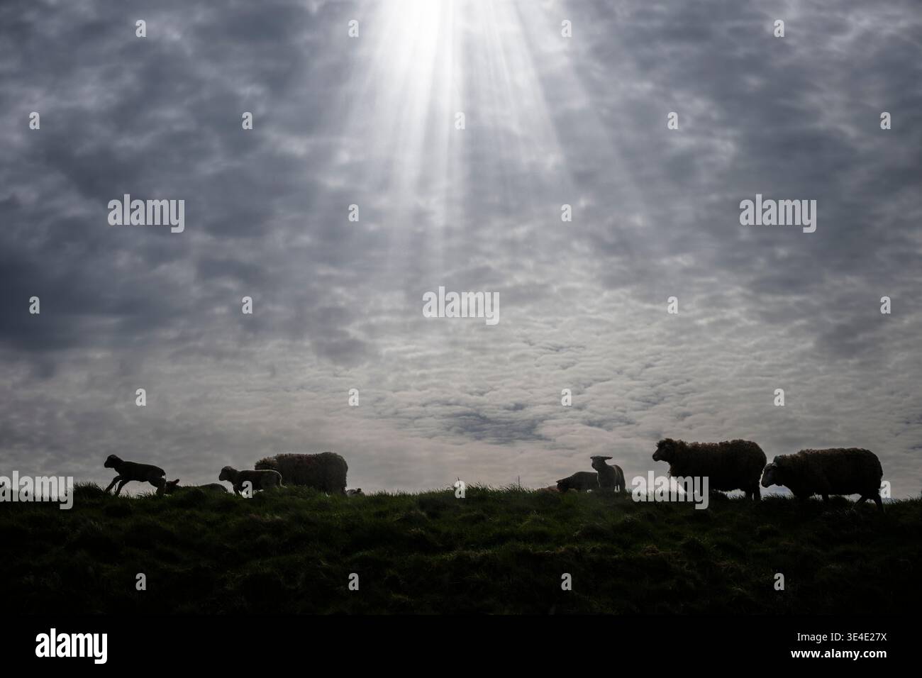 Frühlingslämmer und ihre Mütter in den Feldern des Ribble Valley in der Nähe von Clitheroe, Lancashire, Großbritannien. Stockfoto