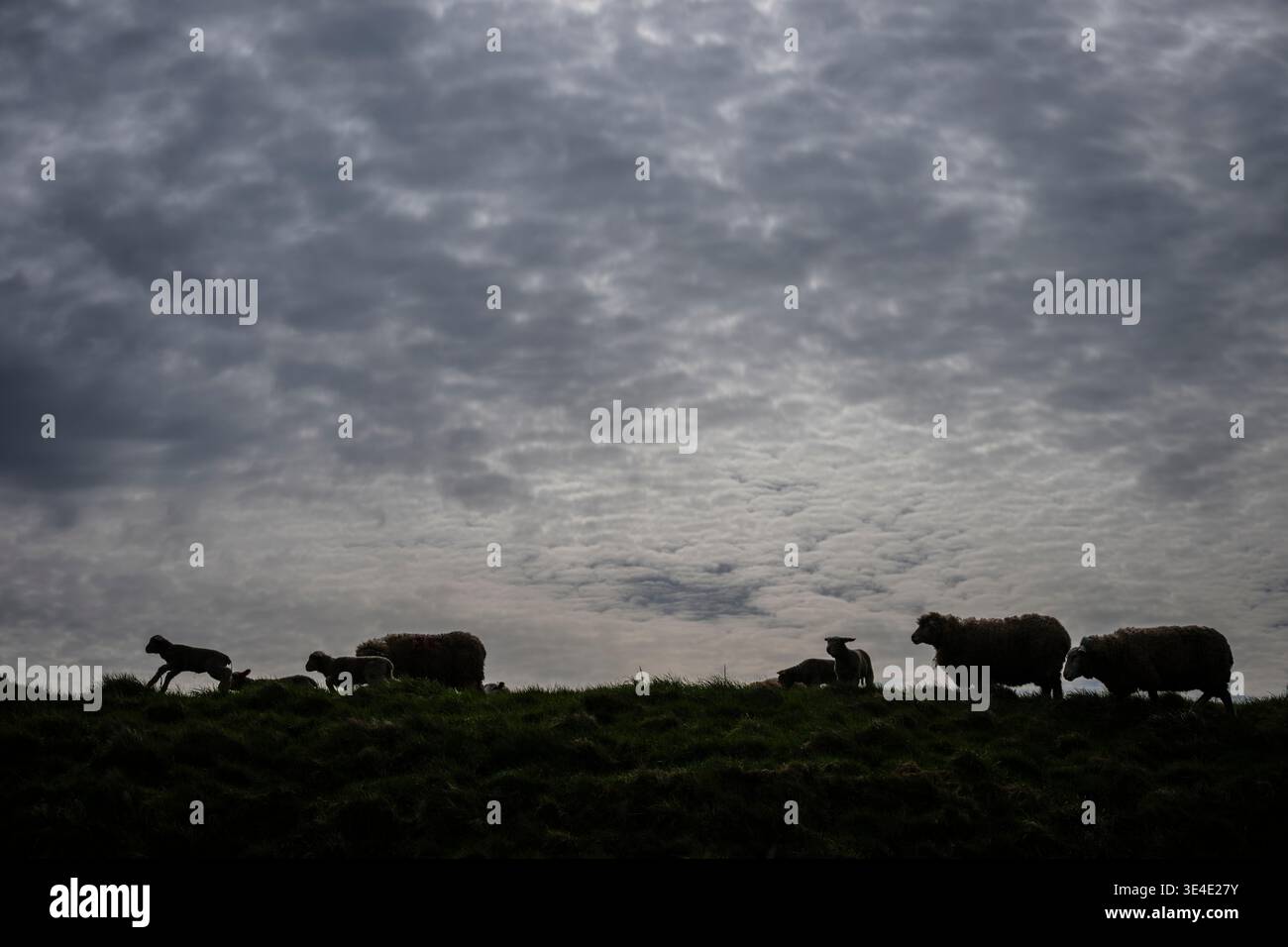 Frühlingslämmer und ihre Mütter in den Feldern des Ribble Valley in der Nähe von Clitheroe, Lancashire, Großbritannien. Stockfoto