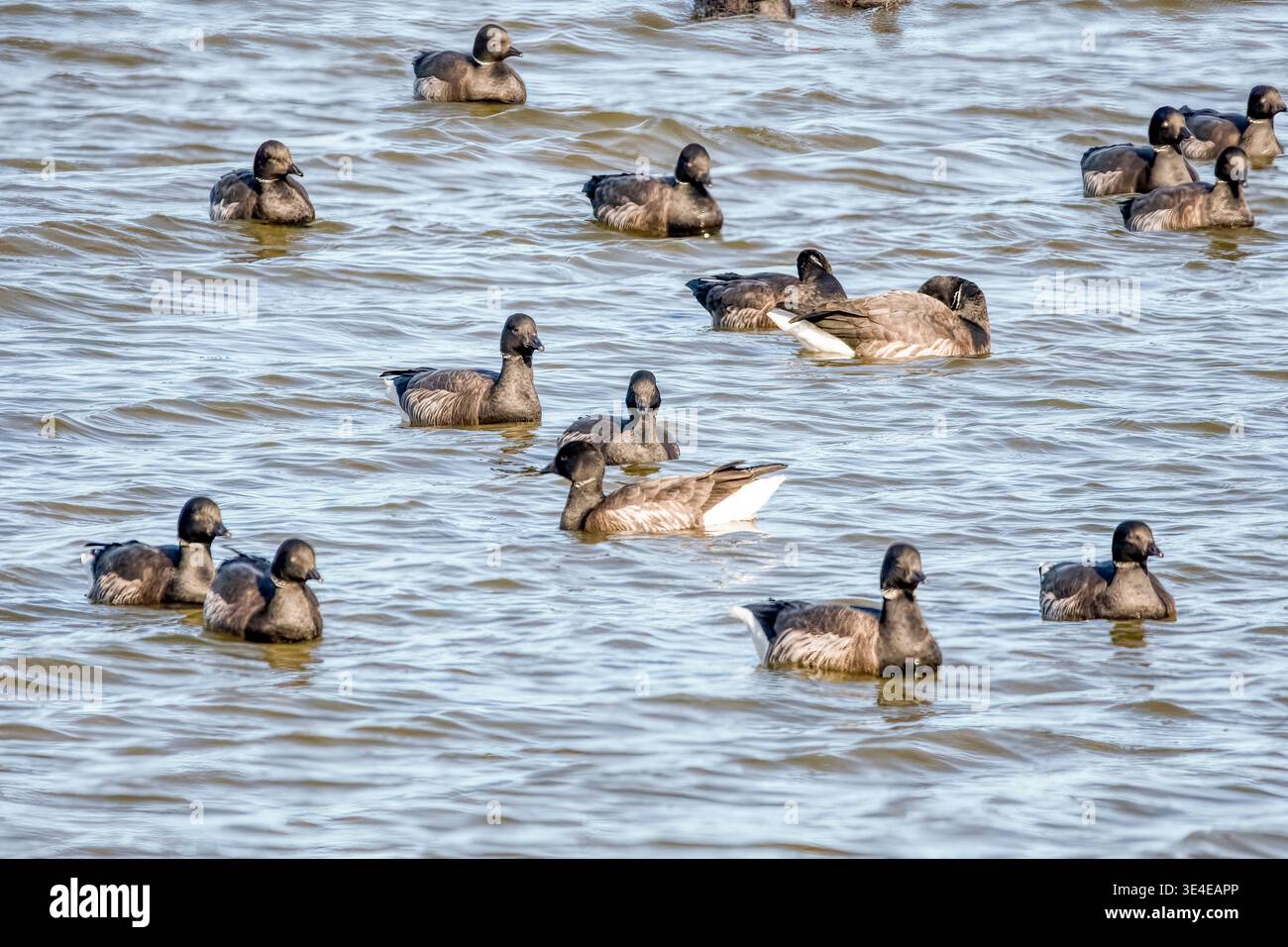 Eine Herde Brent-Gänse, Branta bernicla, schwimmt im Titchwell RSPB Reservat, Norfolk. Stockfoto