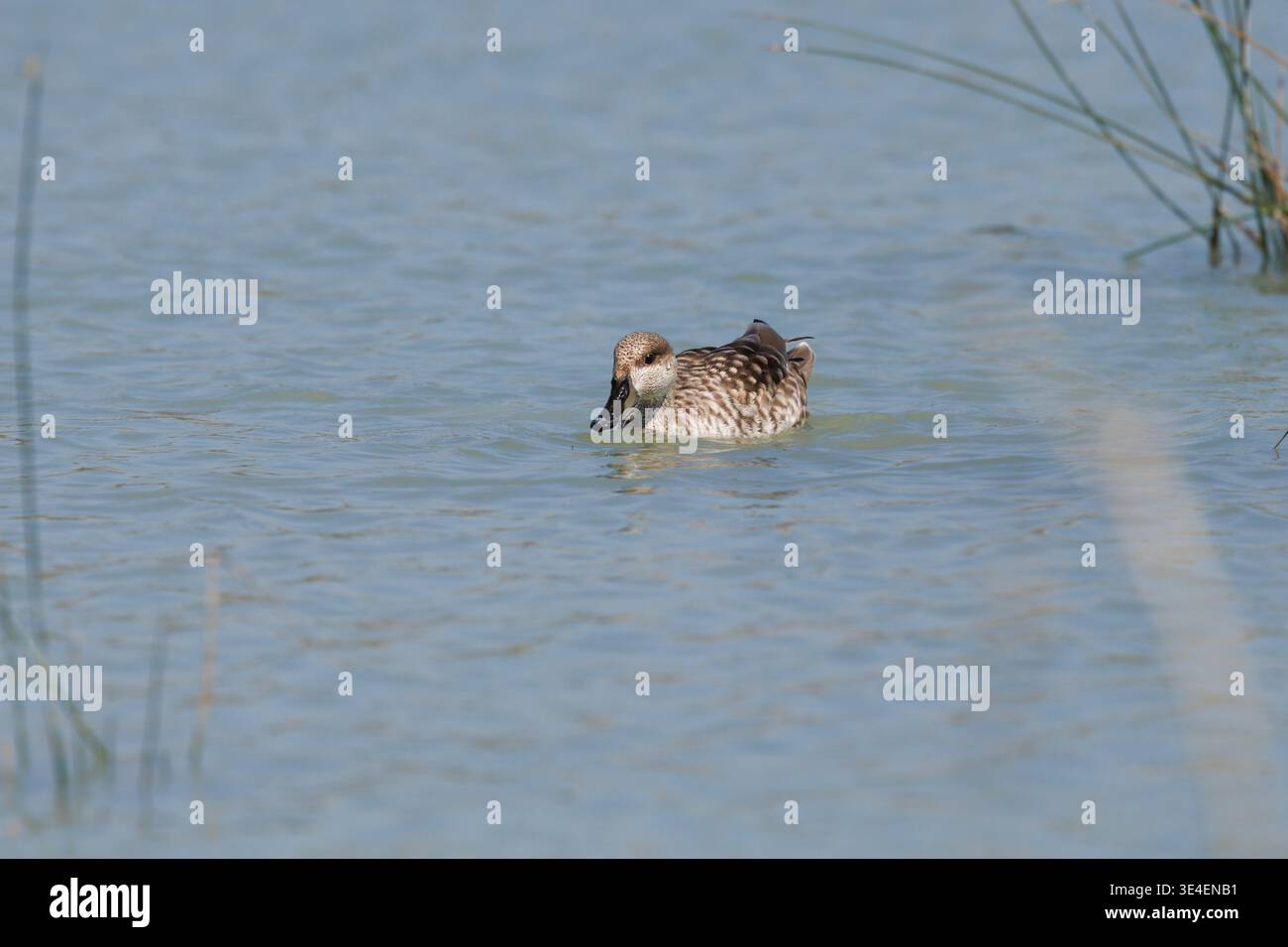 Marmorierte Ente schwimmt im Feuchtgebiet im El Hondo Natural Park, Spanien Stockfoto