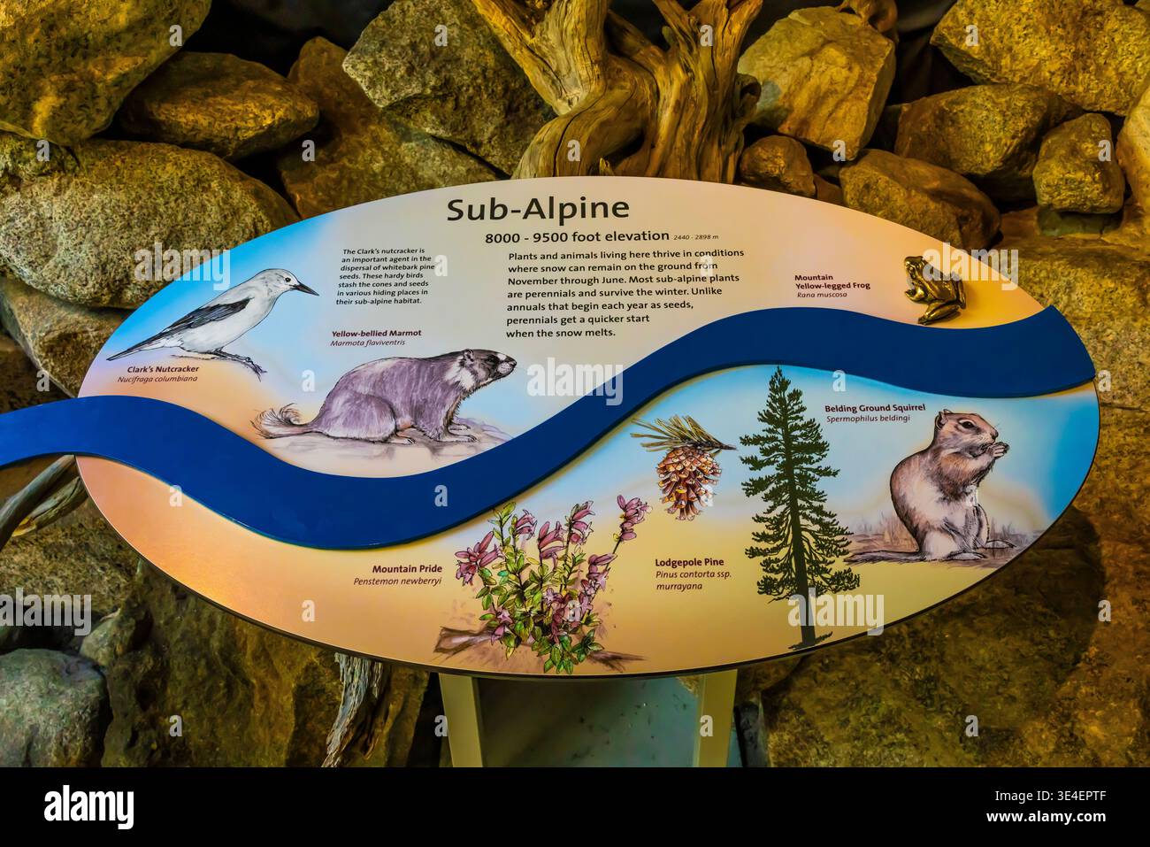 Subalpine Ausstellung im Exploration Center and Theater, Yosemite National Park, Kalifornien, USA [keine Veröffentlichung; nur redaktionelle Lizenzierung] Stockfoto