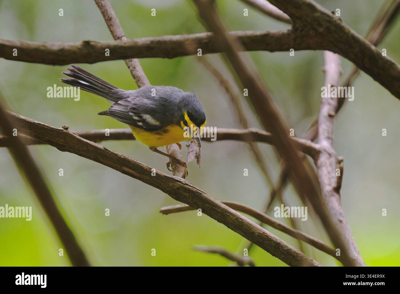St. Lucia Seeblaumer (Setophaga delicata) mit Mottenbeute gefangen im Flachland Wald, St. Lucia, Westindien, März. Stockfoto