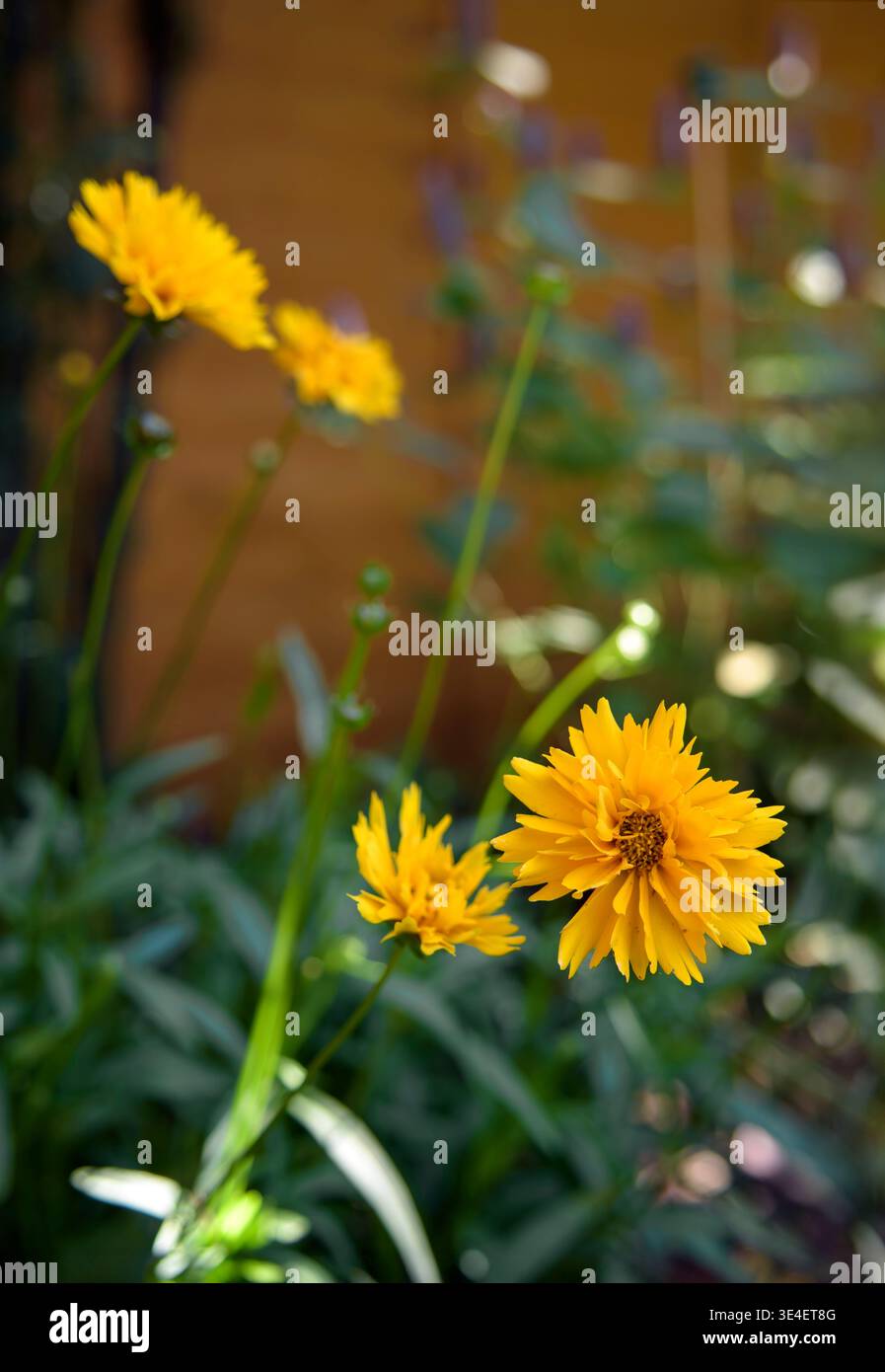 Blühende Coreopsis grandiflora „Early Sunrise“, harte Staude mit hellgelben, doppelten Gänseblümchen-ähnlichen Blüten im Garten, Großbritannien Stockfoto