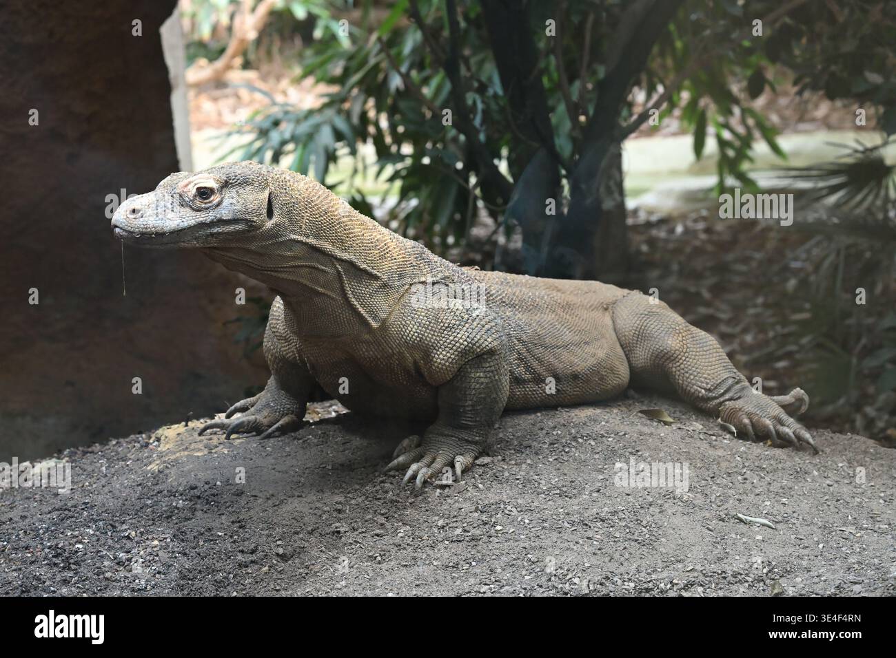 Komodo-Drache ( Varanus komodoensis ) im Londoner Zoo Stockfoto