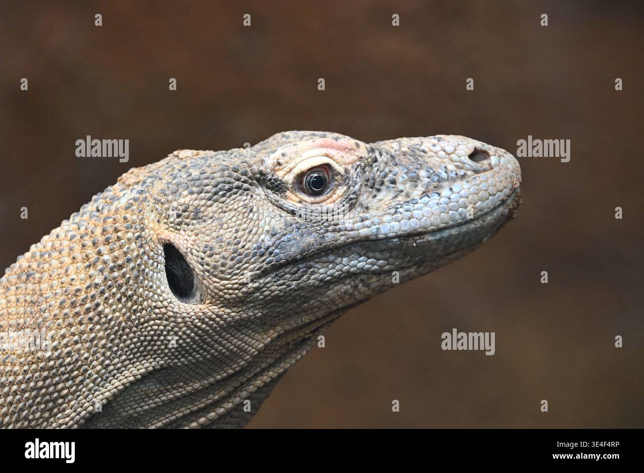 Komodo-Drache ( Varanus komodoensis ) im Londoner Zoo Stockfoto