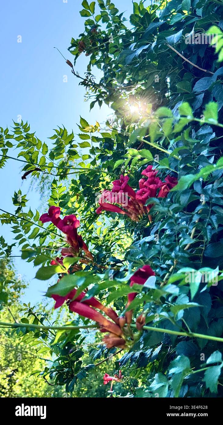 Nahaufnahme von roten Trompetenblüten (Campsis radicans), die zwischen grünen Blättern bei natürlichem Sonnenlicht wachsen, Garteneinstellung im Freien, Hintergrund mit weichem Fokus. - Smartphone-aufgenommenes Stockfoto