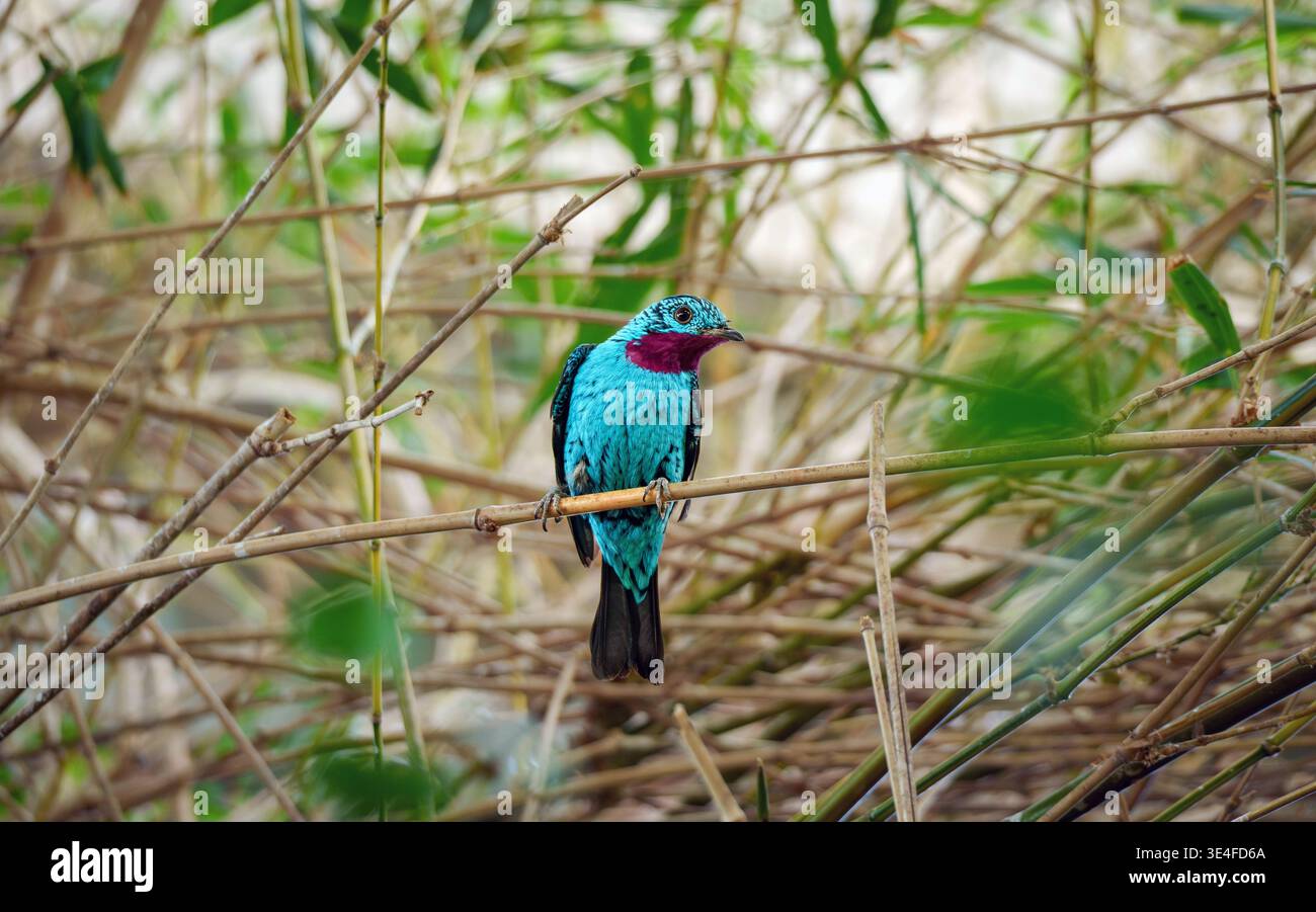 Dieses Bild zeigt einen asiatischen Feen-Blauvogel, einen lebendigen Vogel mit einem markanten blau-grünen Gefieder und einem roten Fleck in der Nähe seines Gesichts, der auf einem thront Stockfoto