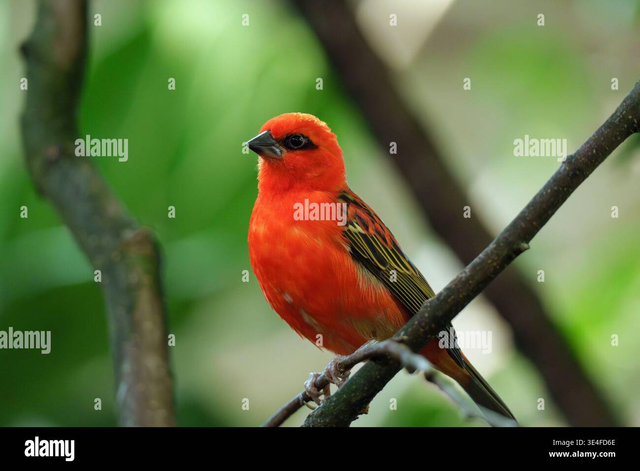 Dieser Vogel ist ein Red Fody Bird, ein markanter wüstenfink, der für sein leuchtendes rötlich-oranges Gefieder bekannt ist. Stockfoto