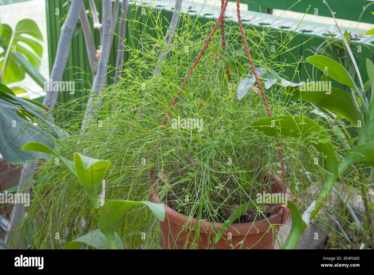 Dünne wirbelgrüne Stämme einer exotischen Rhipsalis-Pflanze, die in einem hängenden Topf in einem Gewächshaus wächst. Stockfoto