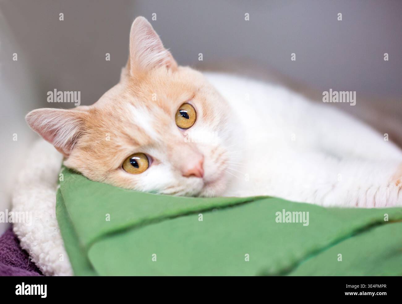 Eine gute Tabby Kurzhaarkatze, die sich in einem bequemen Haustierbett liegend Stockfoto