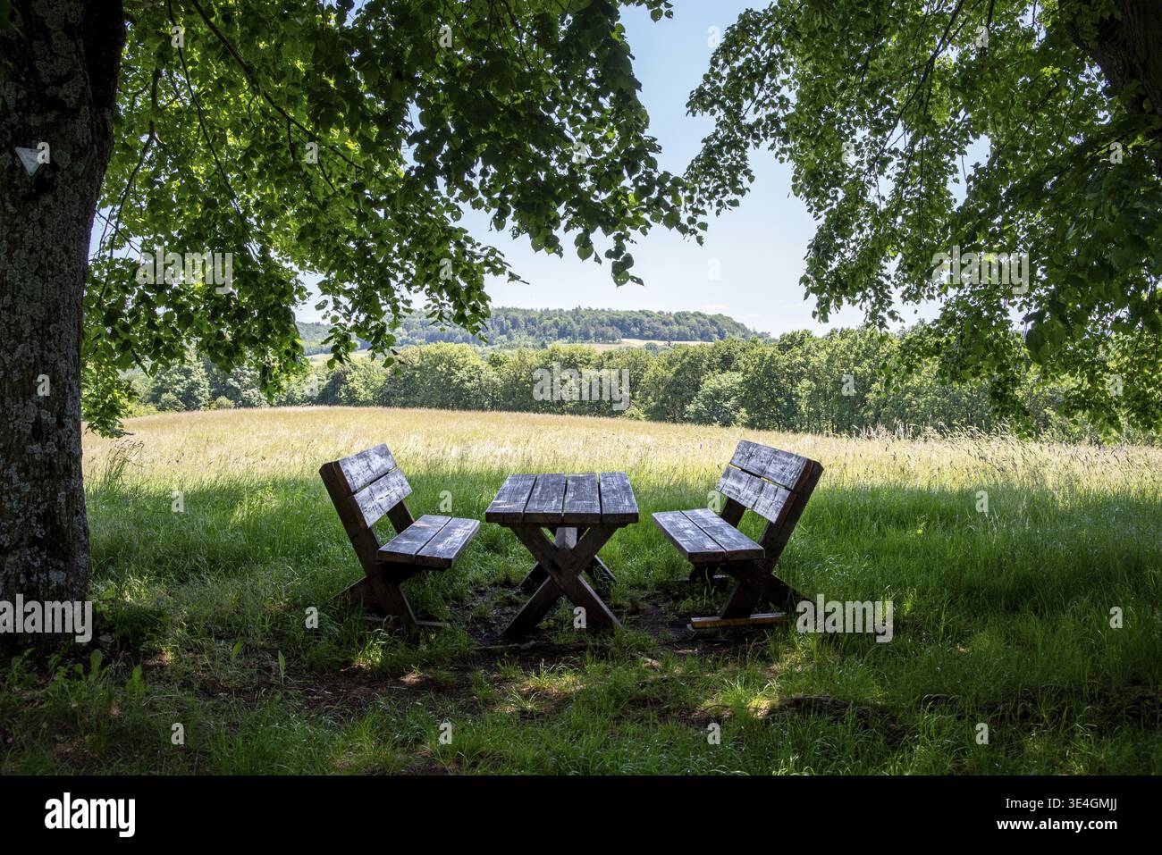 Hölzerner Picknicktisch und Bänke unter einem Baum für einen ruhigen Moment in der Natur Stockfoto