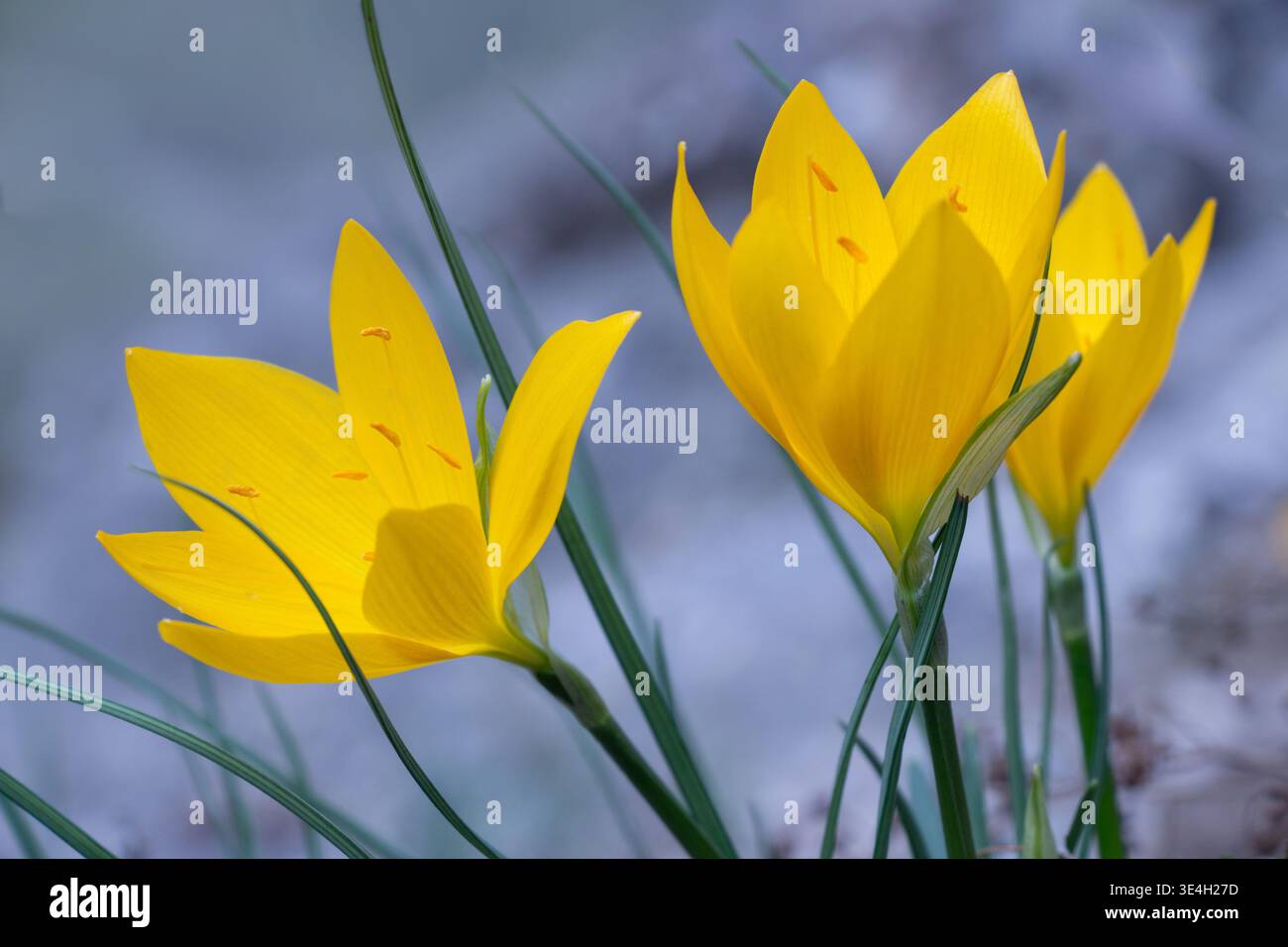 Winter Narzissen (Sternbergia lutea) gelbe Blüten in Blüte auf natürlichem grauen Hintergrund, Herbstszene in Europa, Nahaufnahme botanische Natur. Stockfoto