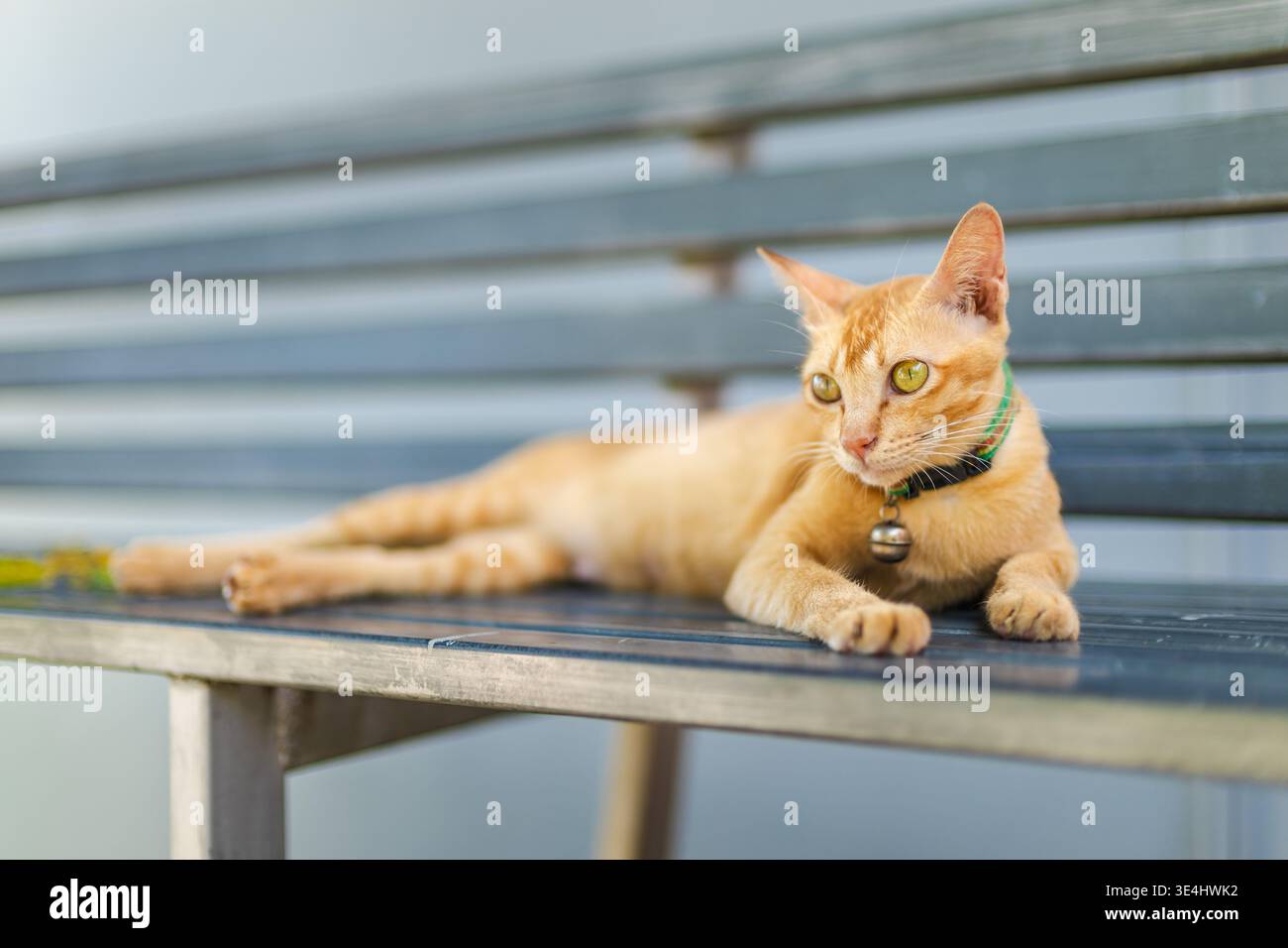 Ingwerkatze auf Metallbank mit grünem Kragen und Glocke, die bei weichem Tageslicht wachsam aussieht Stockfoto