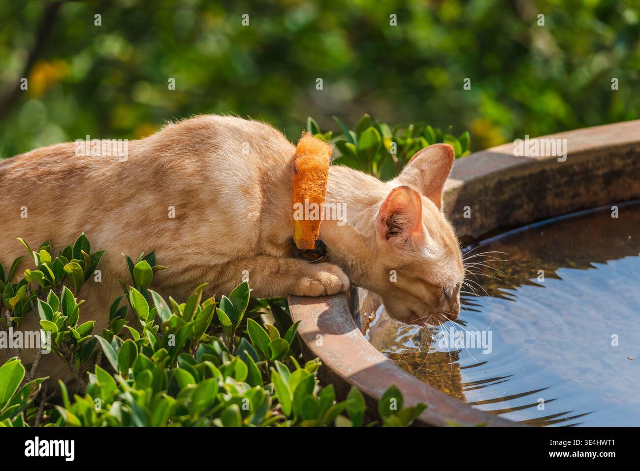 Ingwerkatze mit Kragen Trinkwasser aus Brunnen im sonnigen tropischen Garten aus nächster Nähe Stockfoto