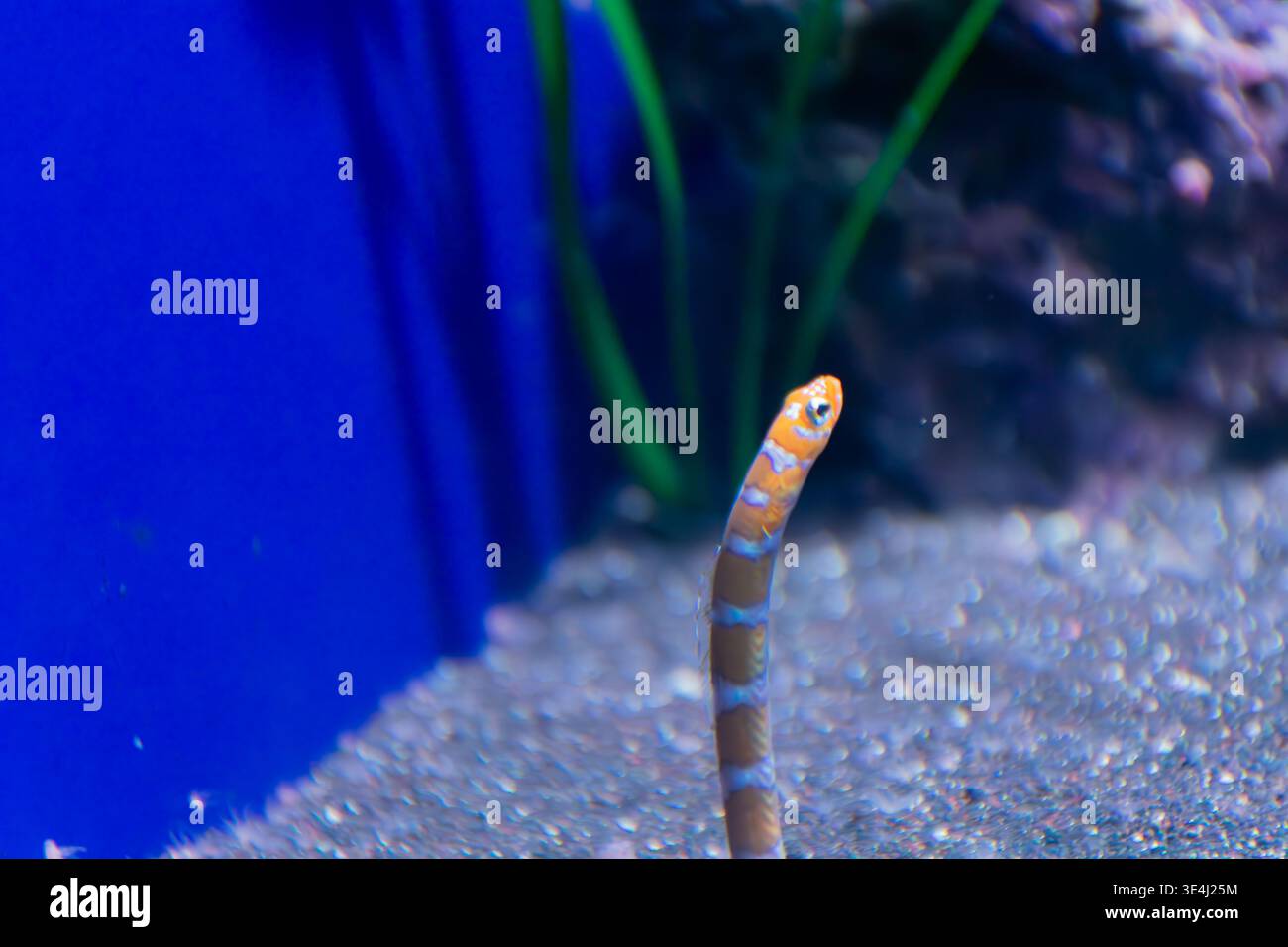 Ein zarter, prächtiger Gartenaal taucht vertikal aus seiner Höhle hervor und zeigt im Loro Parque auf Teneriffa ein lebhaftes Muster aus orangen und weißen Ringen. Th Stockfoto