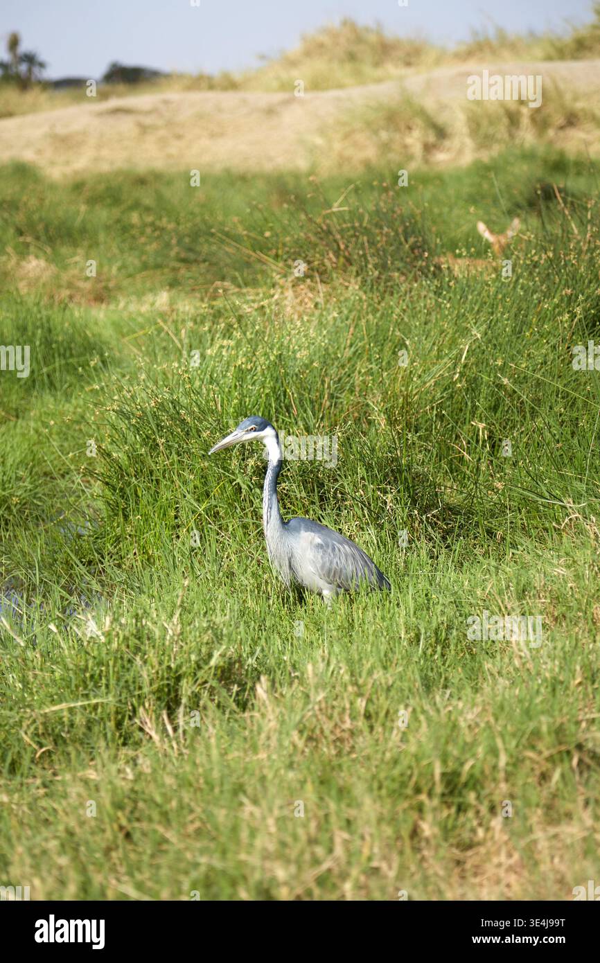 Ein einsamer grauer Reiher steht elegant inmitten der üppigen Graslandschaften des Serengeti-Nationalparks in Tansania. Die ruhige Landschaft hebt die reiche Wildnis hervor Stockfoto